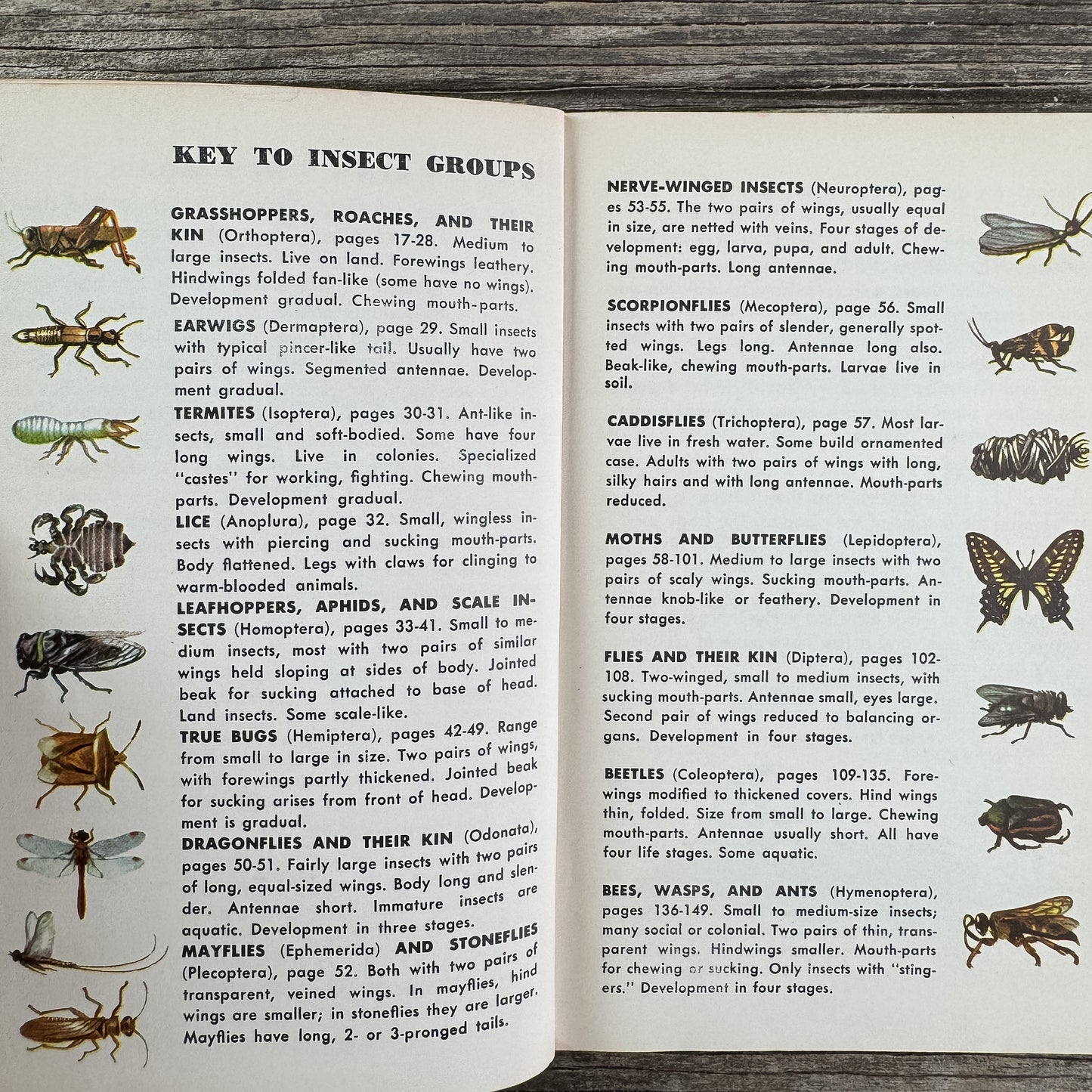 Insects, A Golden Guide, 1956