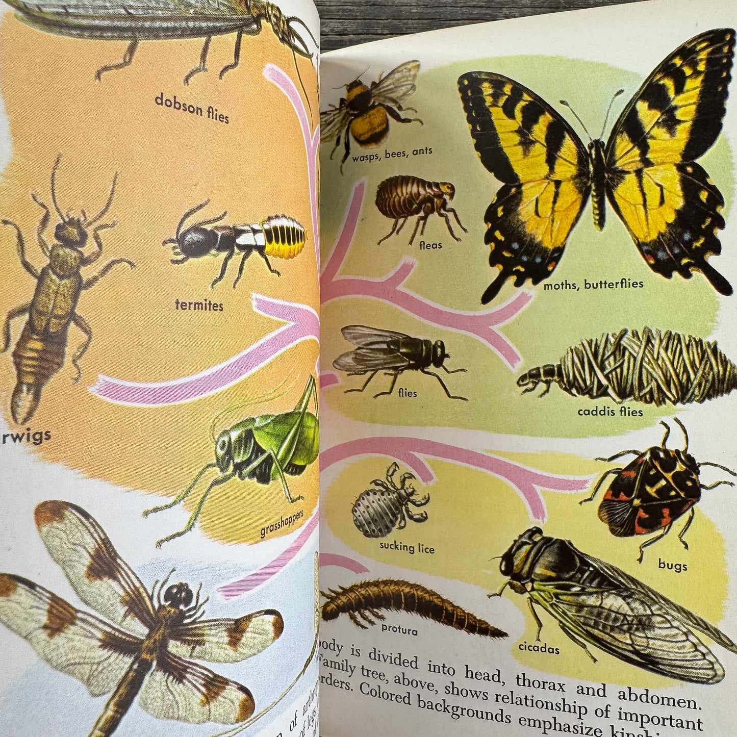 Zoology, A Golden Guide, 1958