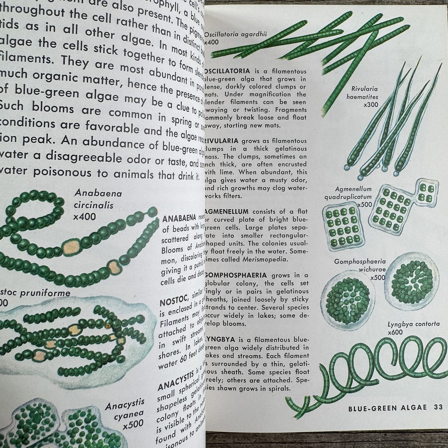 Pond Life, A Golden Guide, 1967