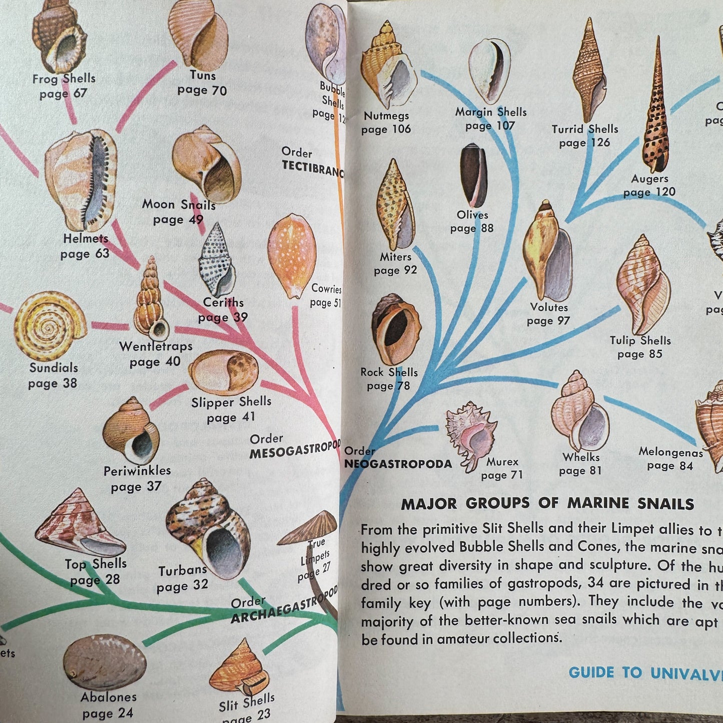 Sea Shells of the World, A Golden Guide, 1962