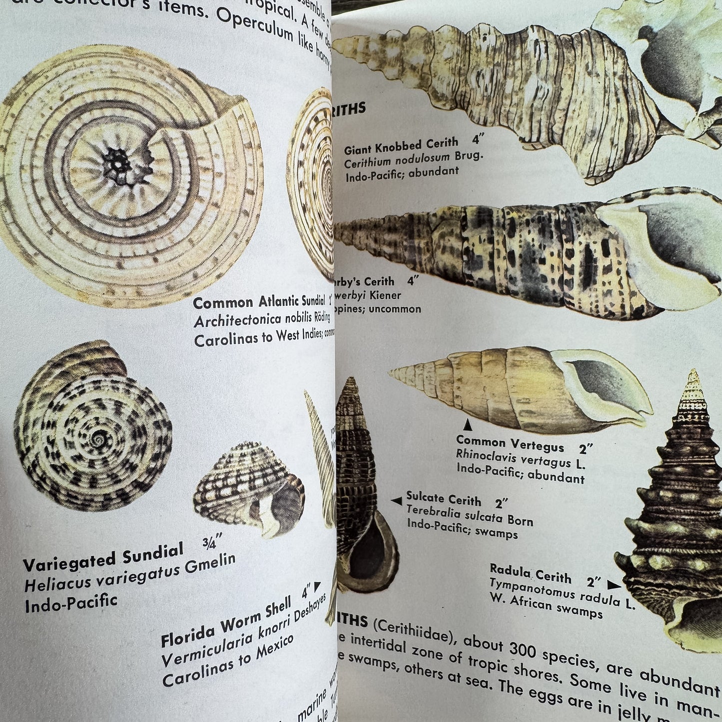 Sea Shells of the World, A Golden Guide, 1962