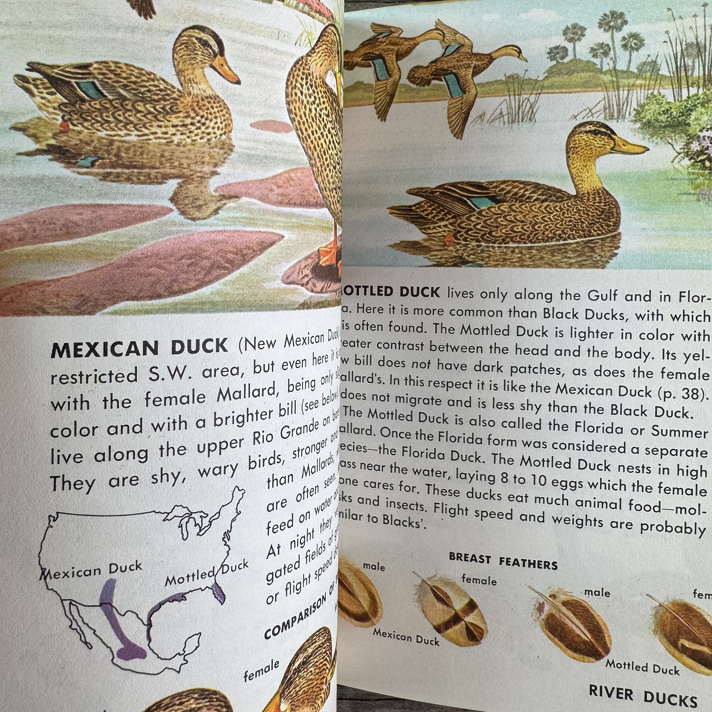 Game Birds, A Golden Guide, 1961