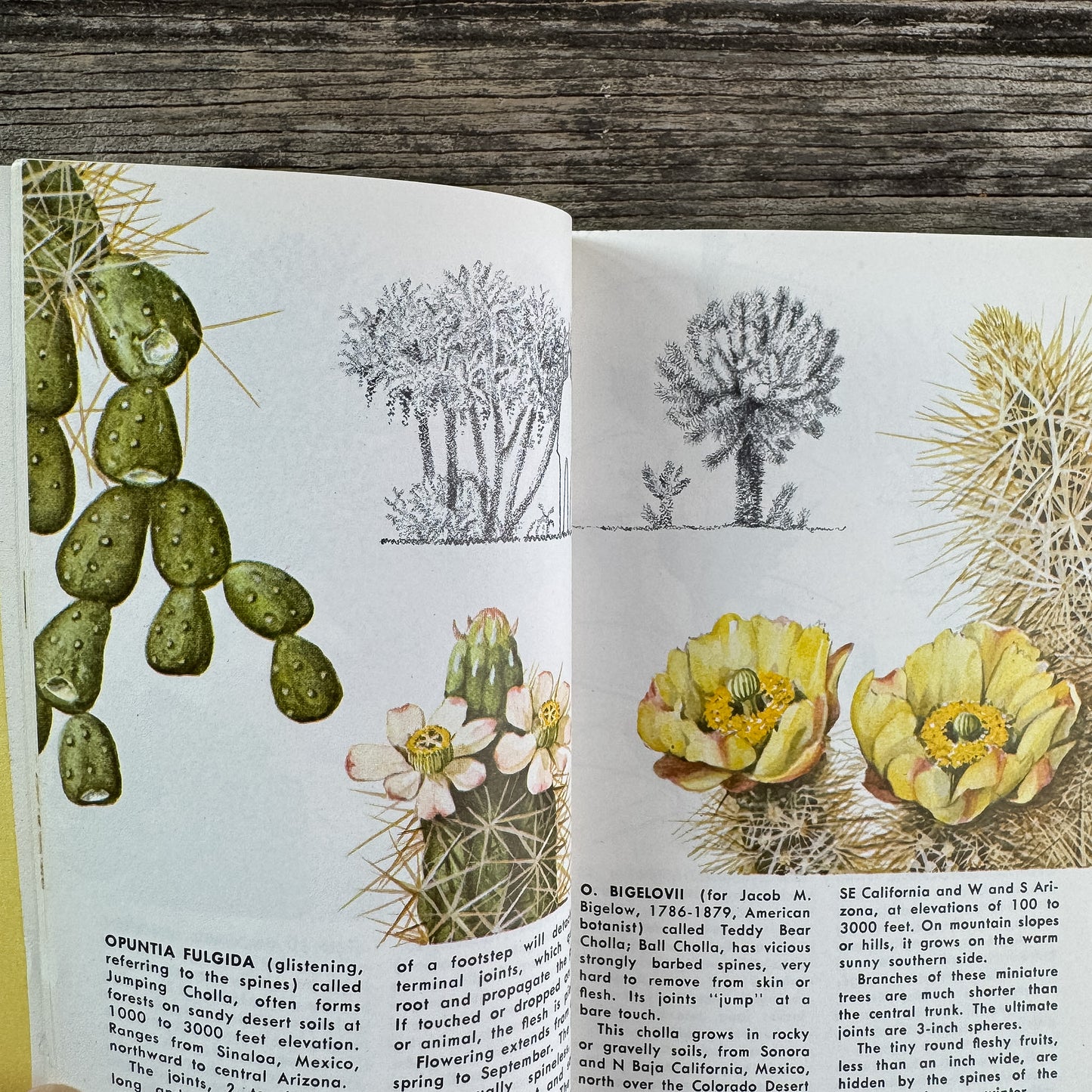 Cacti, A Golden Guide, 1974