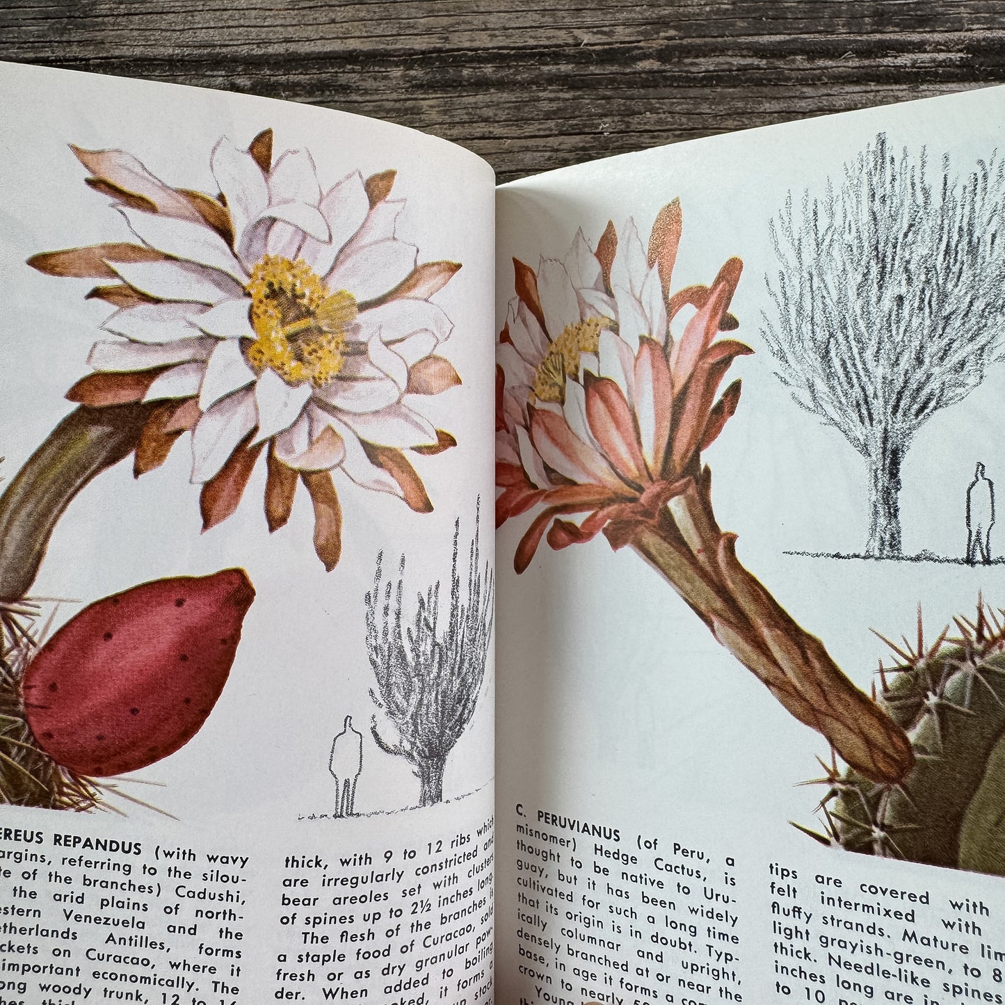 Cacti, A Golden Guide, 1974