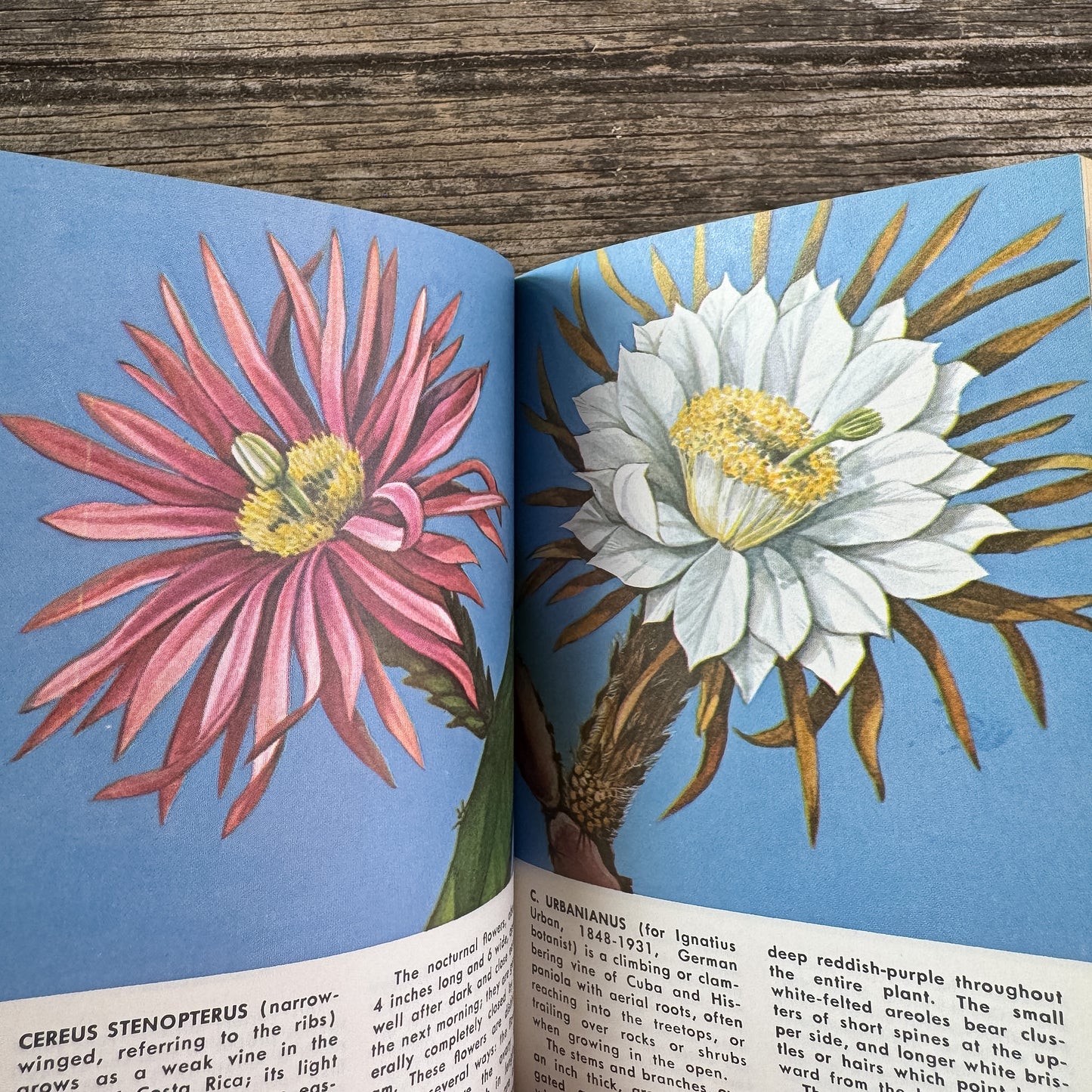 Cacti, A Golden Guide, 1974