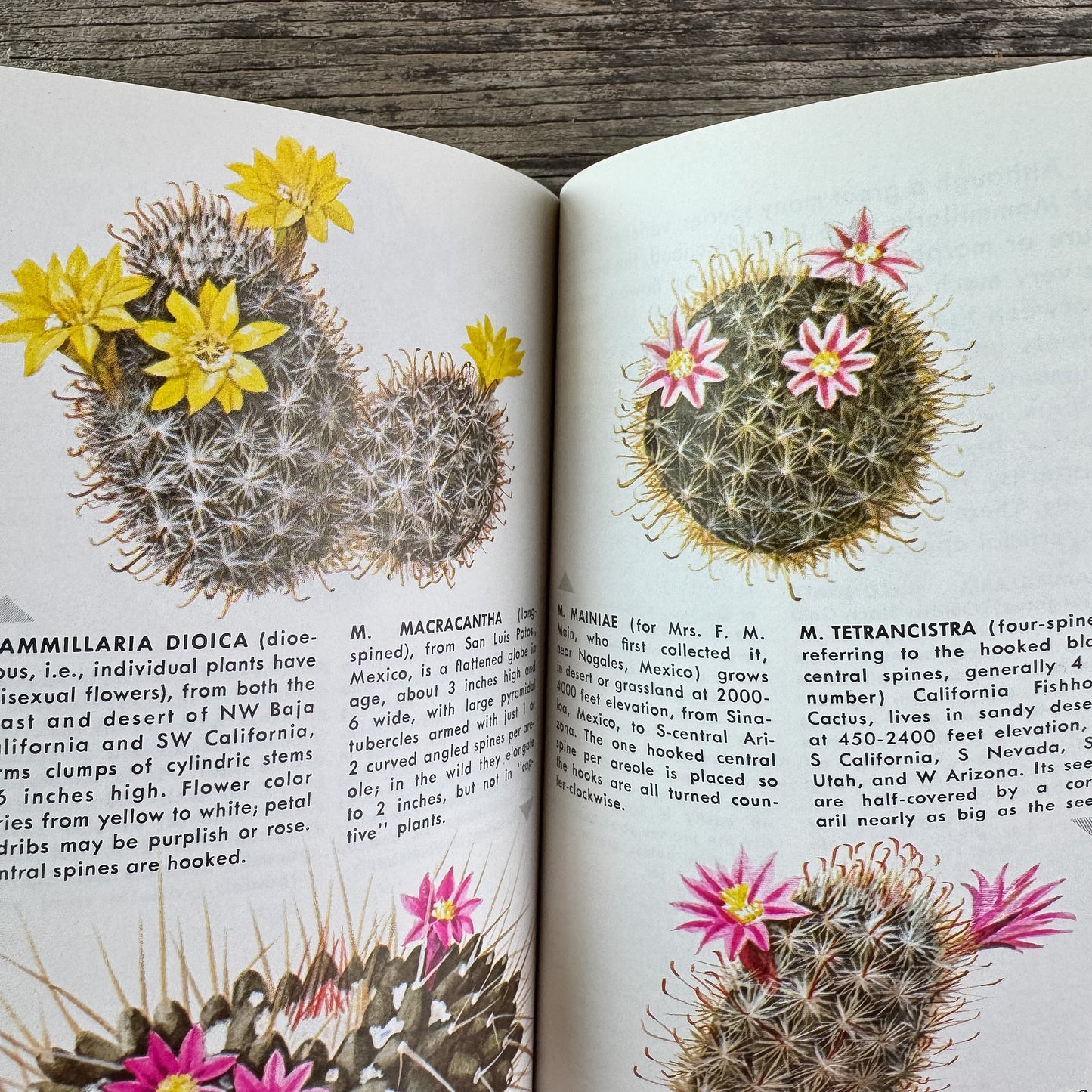 Cacti, A Golden Guide, 1974