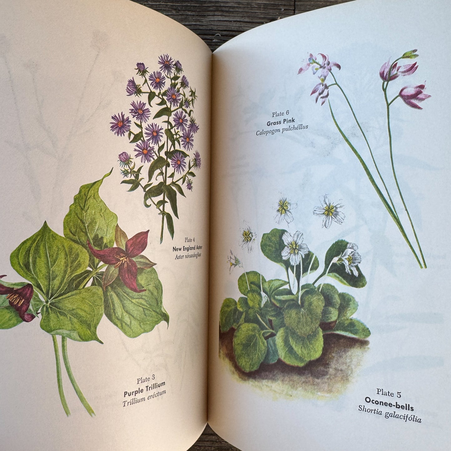 Wild Flowers and How to Grow Them, 50 Color Flower Illustrations, 1963