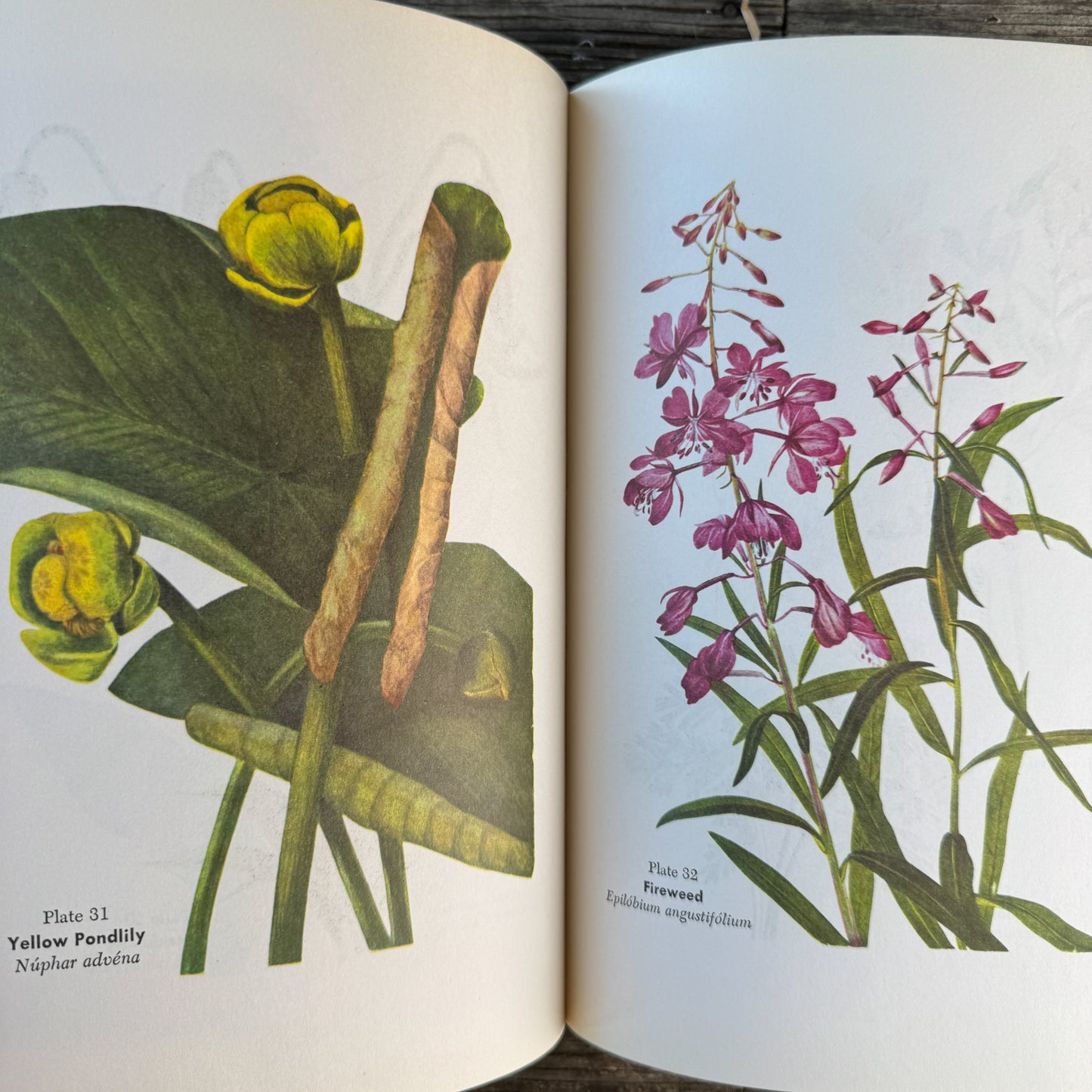 Wild Flowers and How to Grow Them, 50 Color Flower Illustrations, 1963