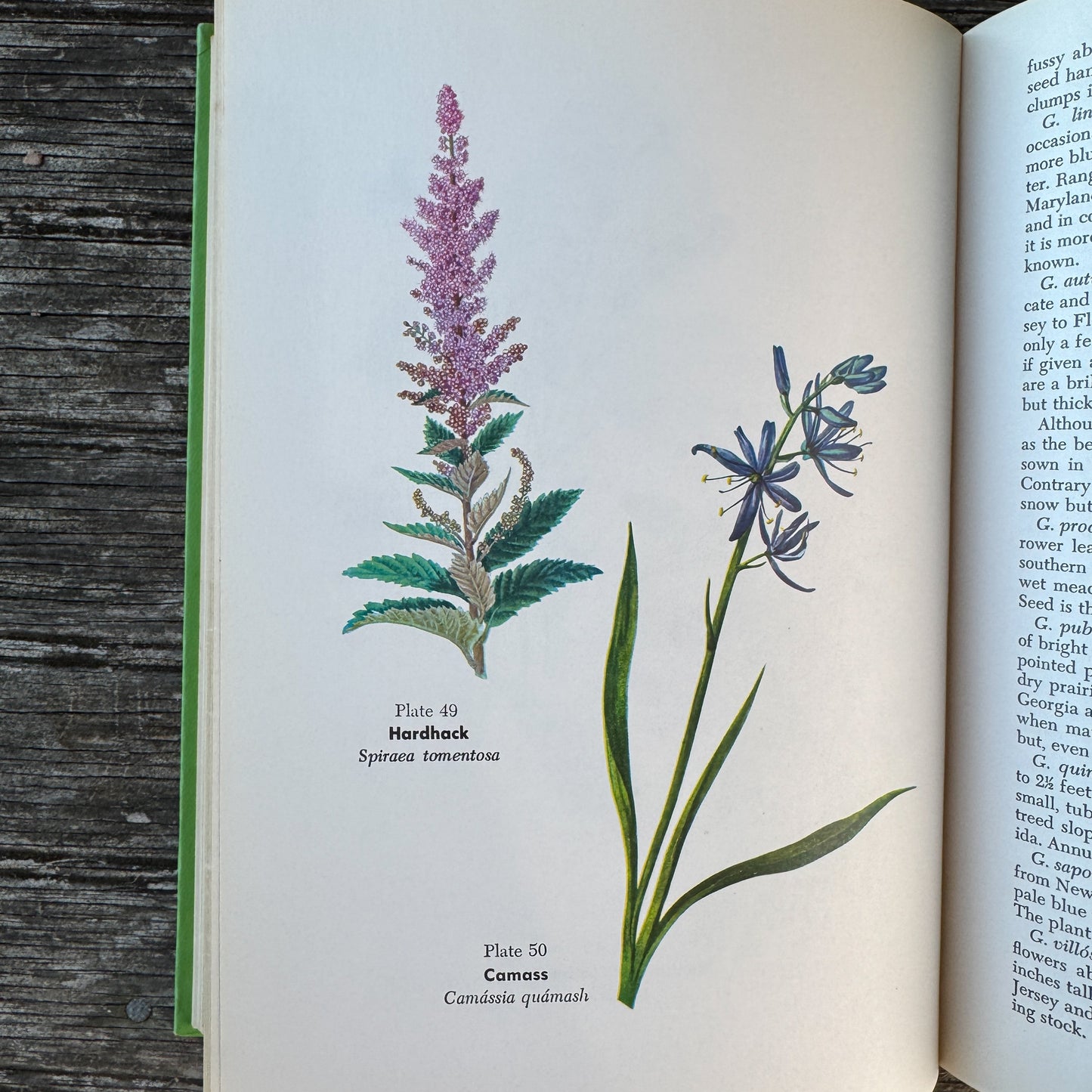 Wild Flowers and How to Grow Them, 50 Color Flower Illustrations, 1963