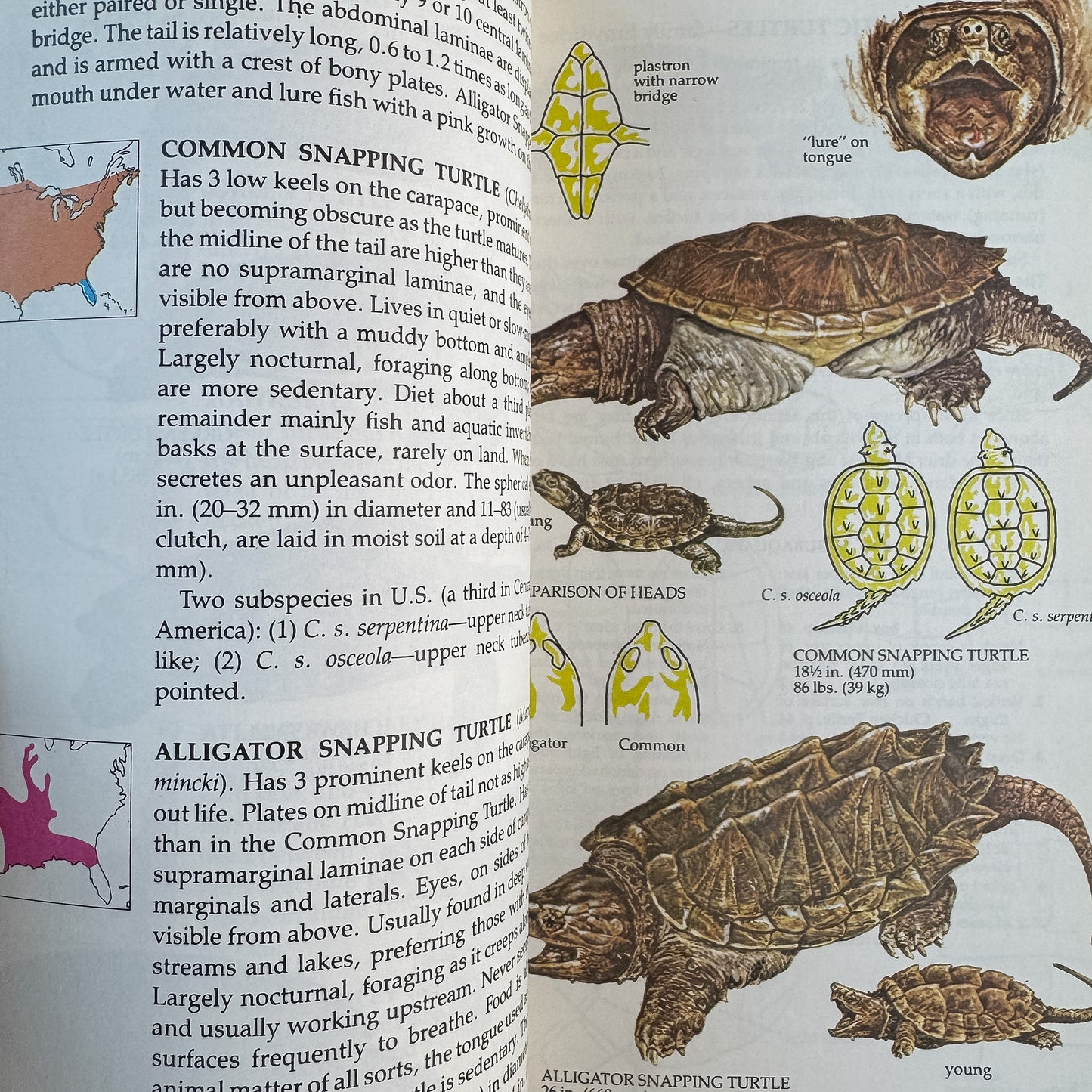 Reptiles of North America, Hobart M. Smith and Edmund D. Brodie Jr., 1982
