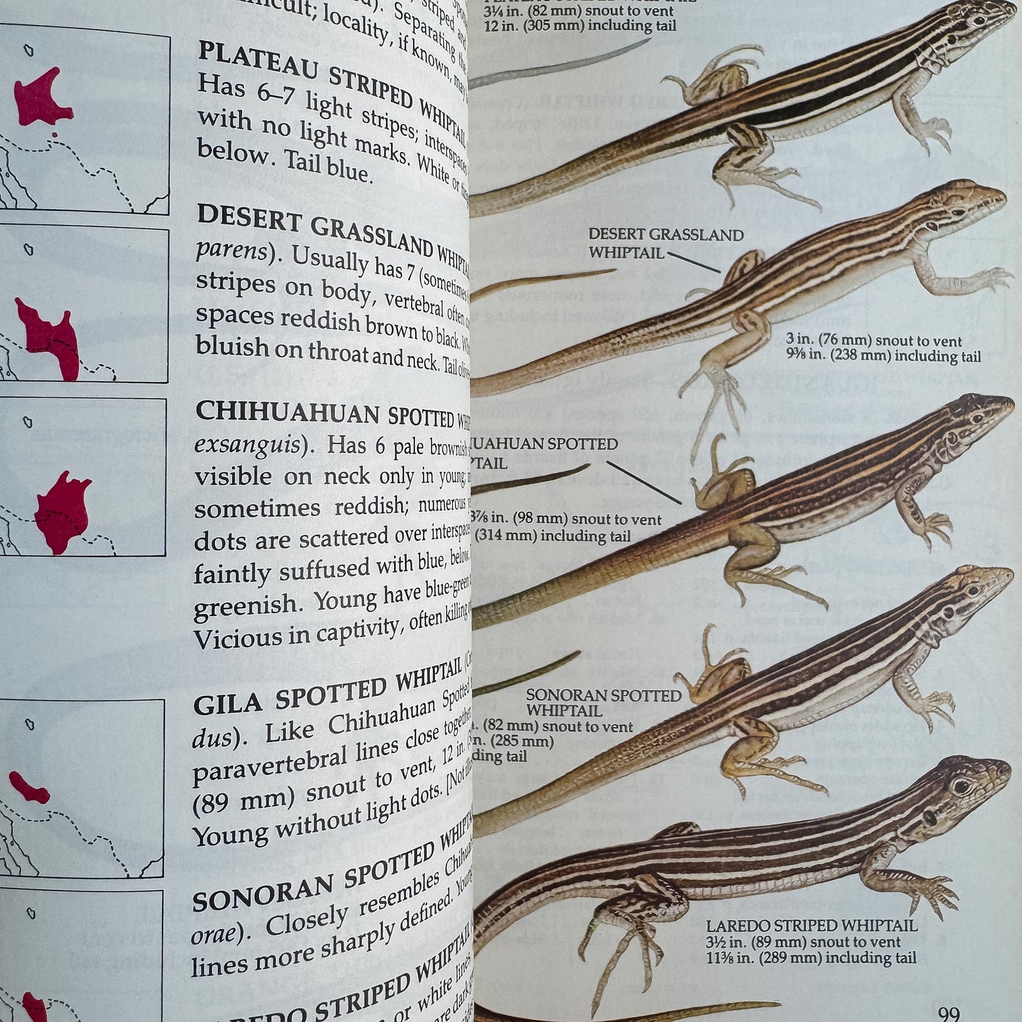 Reptiles of North America, Hobart M. Smith and Edmund D. Brodie Jr., 1982