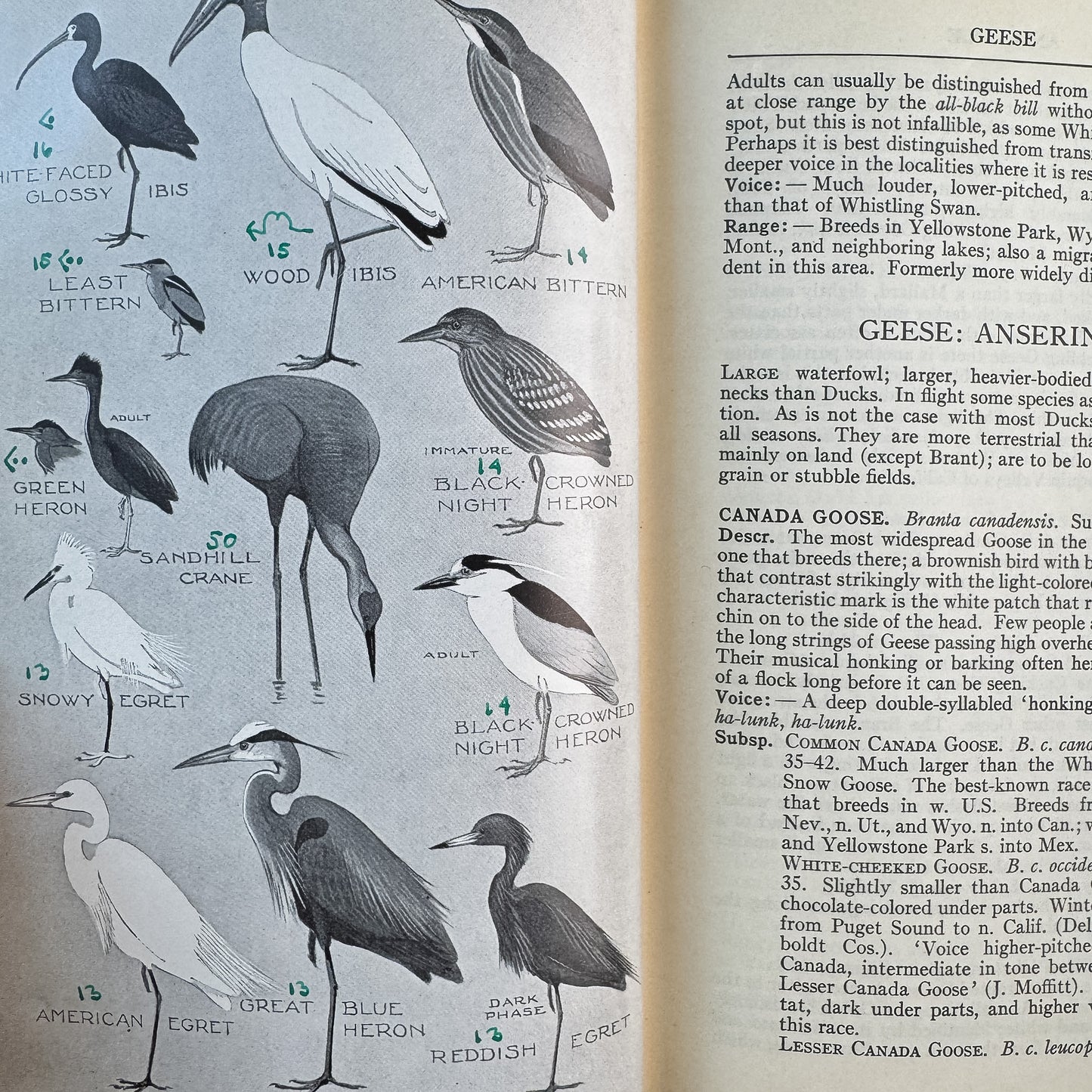 A Field Guide to Western Birds, Roger Tory Peterson, 1941