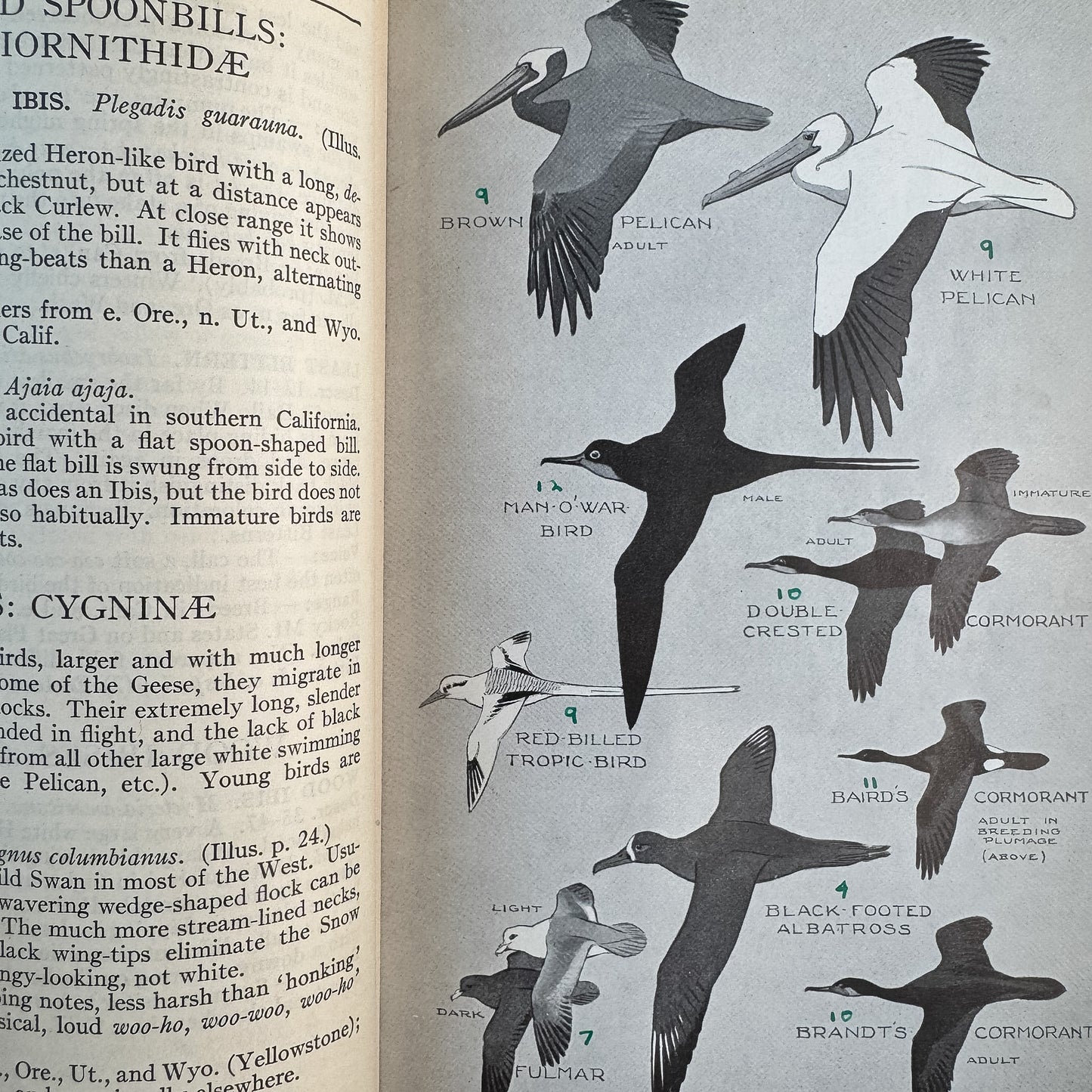 A Field Guide to Western Birds, Roger Tory Peterson, 1941