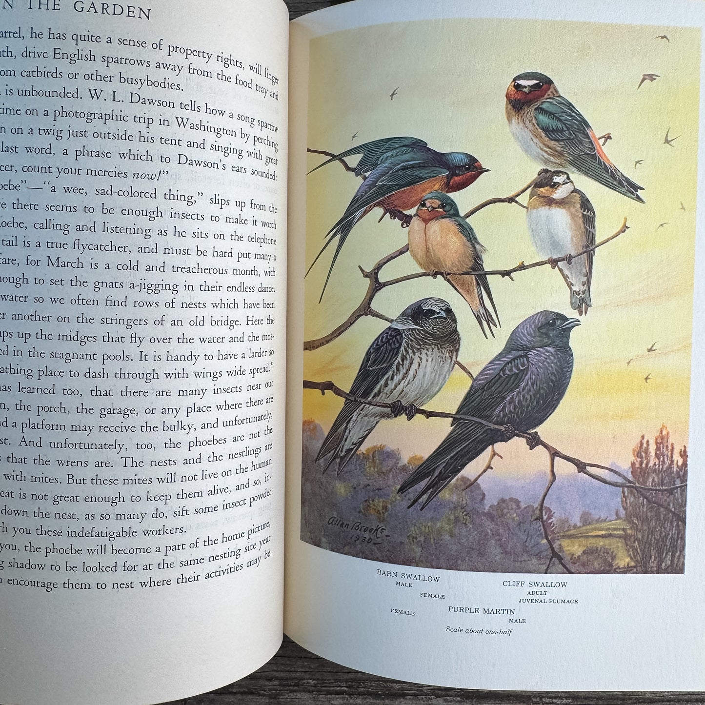 Birds in the Garden and How to Attract Them, Margaret McKenny, 1971 Printing