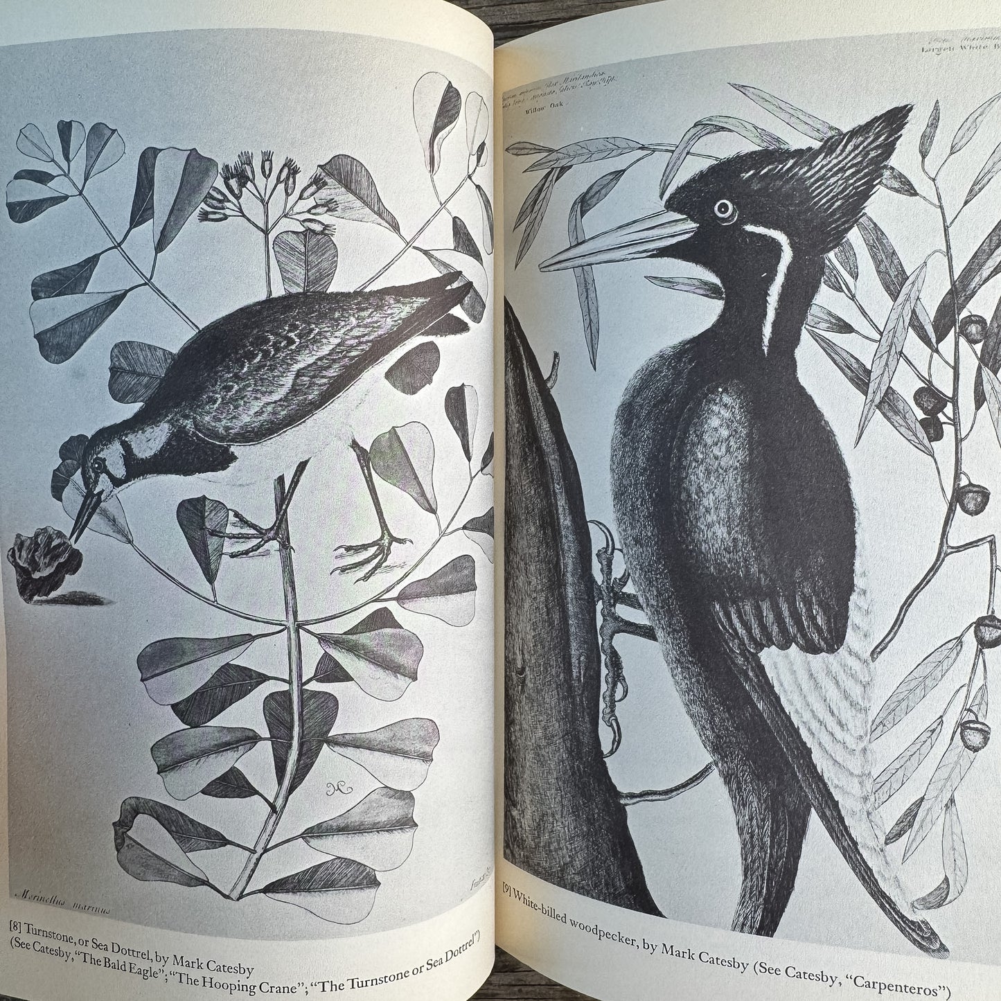 A Treasury of Birdlore, Edited by Joseph Wood Krutch and Paul S. Eriksson, 1962