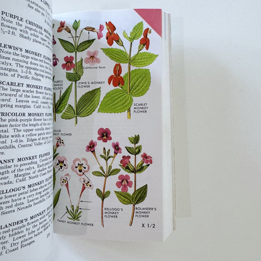 A Field Guide to Pacific States Wildflowers, 1976, Roger Tory Peterson - Pretty Old Books