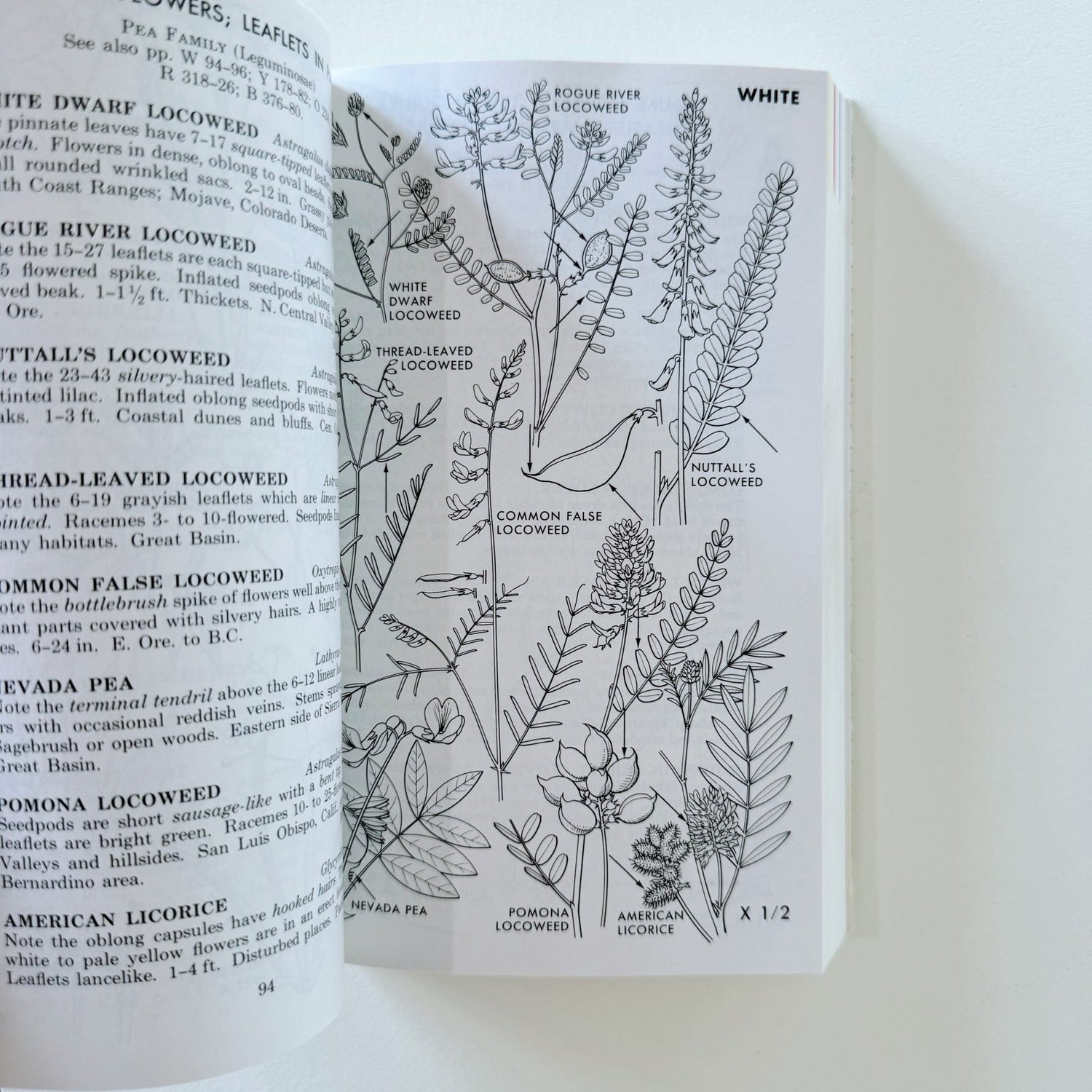 A Field Guide to Pacific States Wildflowers, 1976, Roger Tory Peterson - Pretty Old Books