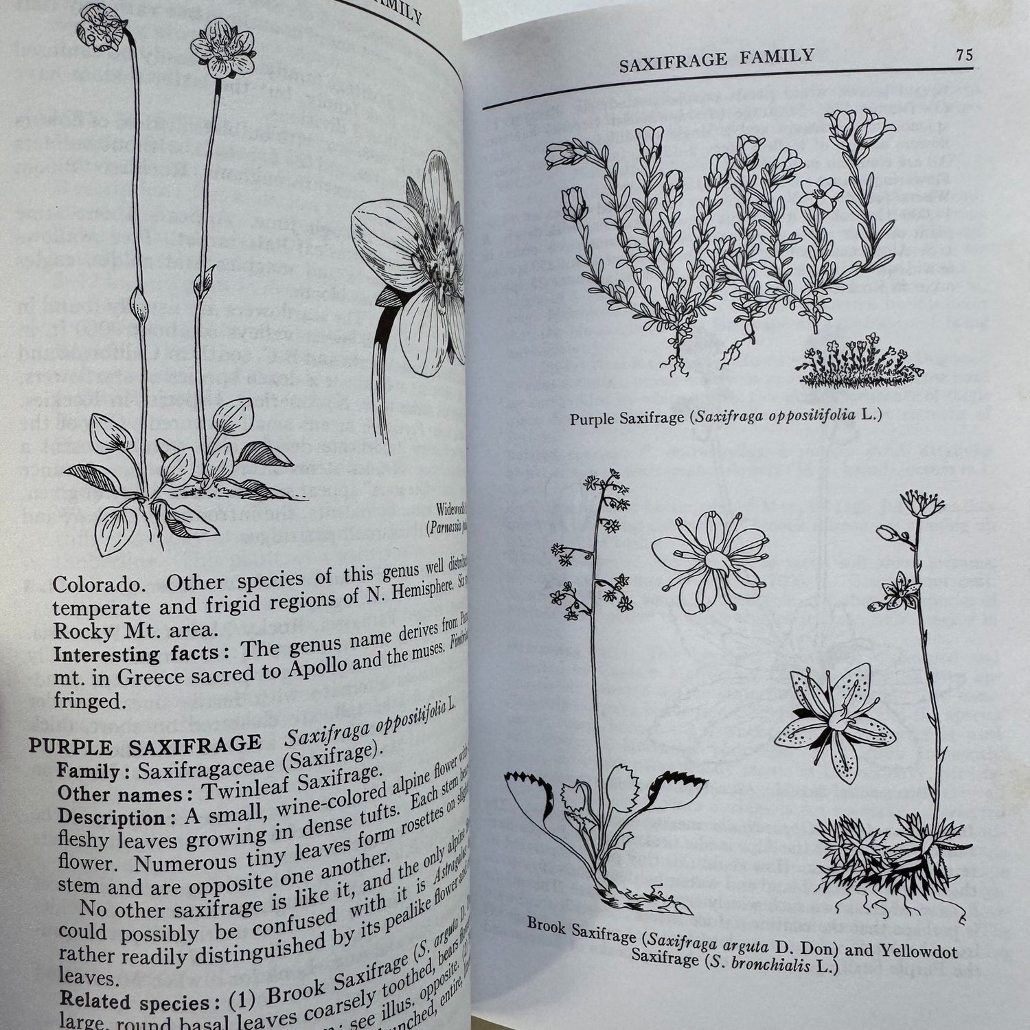 A Field Guide to Rocky Mountain Wildflowers, 1963, Peterson Field Guide Paperback - Pretty Old Books