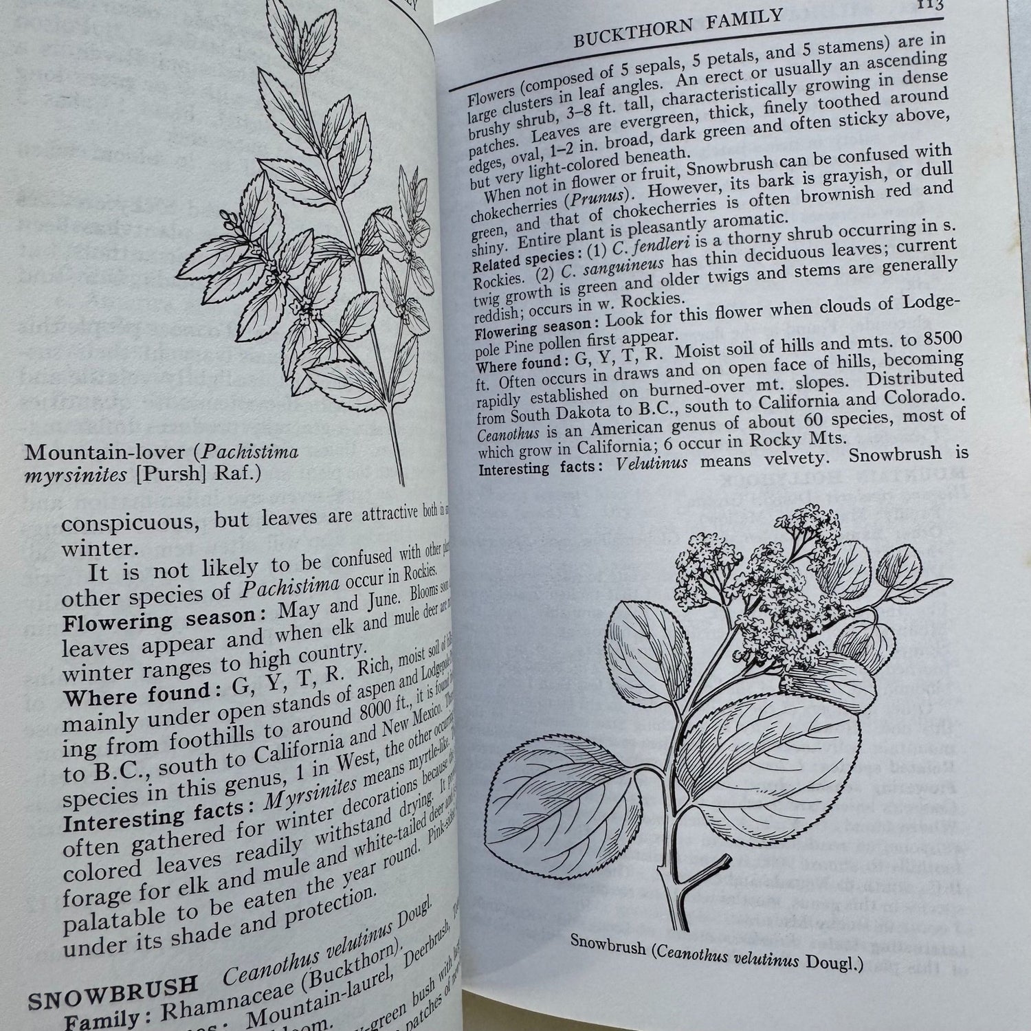 A Field Guide to Rocky Mountain Wildflowers, 1963, Peterson Field Guide Paperback - Pretty Old Books
