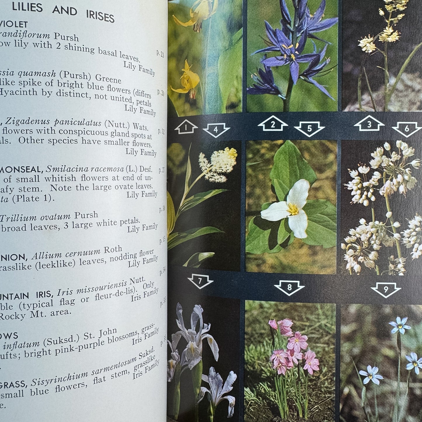 A Field Guide to Rocky Mountain Wildflowers, John J. Craighead, Frank C. Craighead Jr., and Ray J. Davis, 1963 - Pretty Old Books