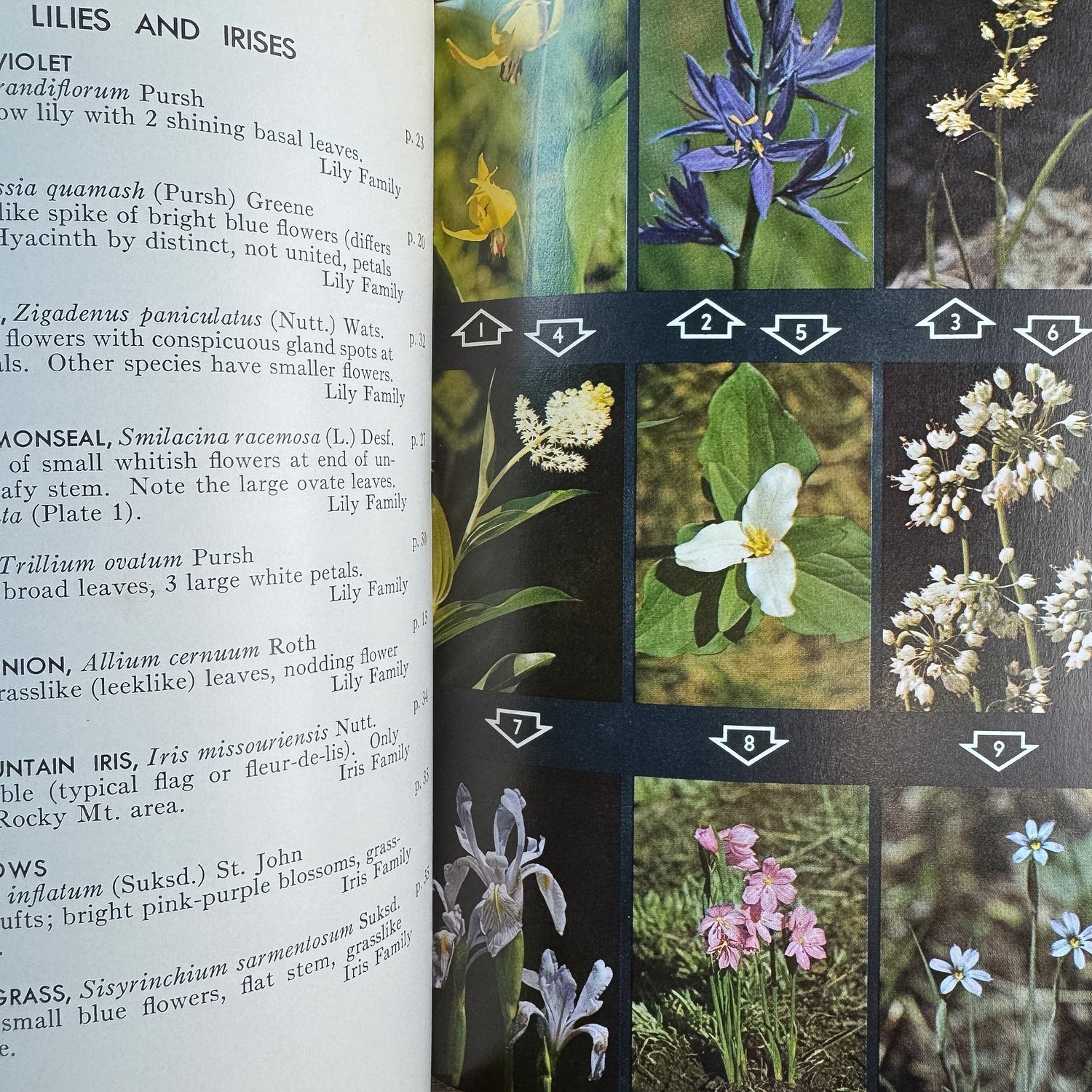 A Field Guide to Rocky Mountain Wildflowers, John J. Craighead, Frank C. Craighead Jr., and Ray J. Davis, 1963 - Pretty Old Books