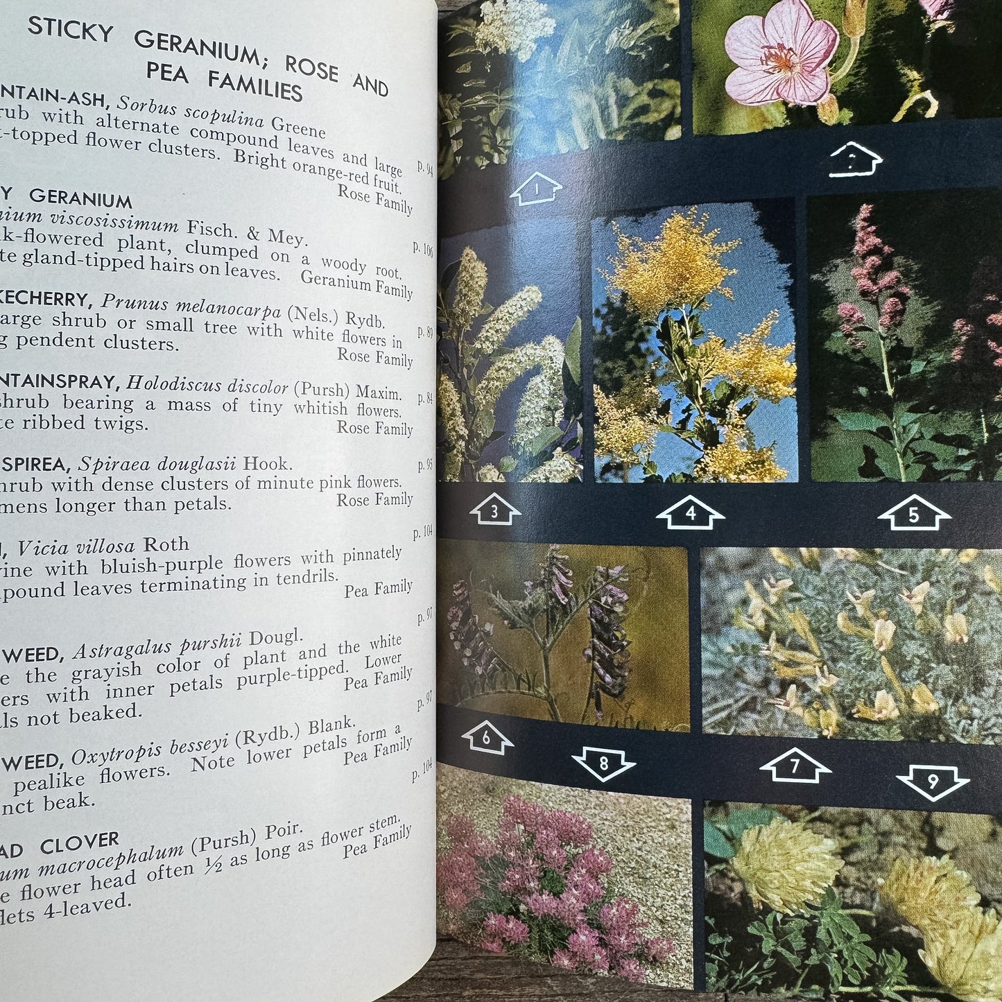 A Field Guide to Rocky Mountain Wildflowers, John J. Craighead, Frank C. Craighead Jr., and Ray J. Davis, 1963 - Pretty Old Books