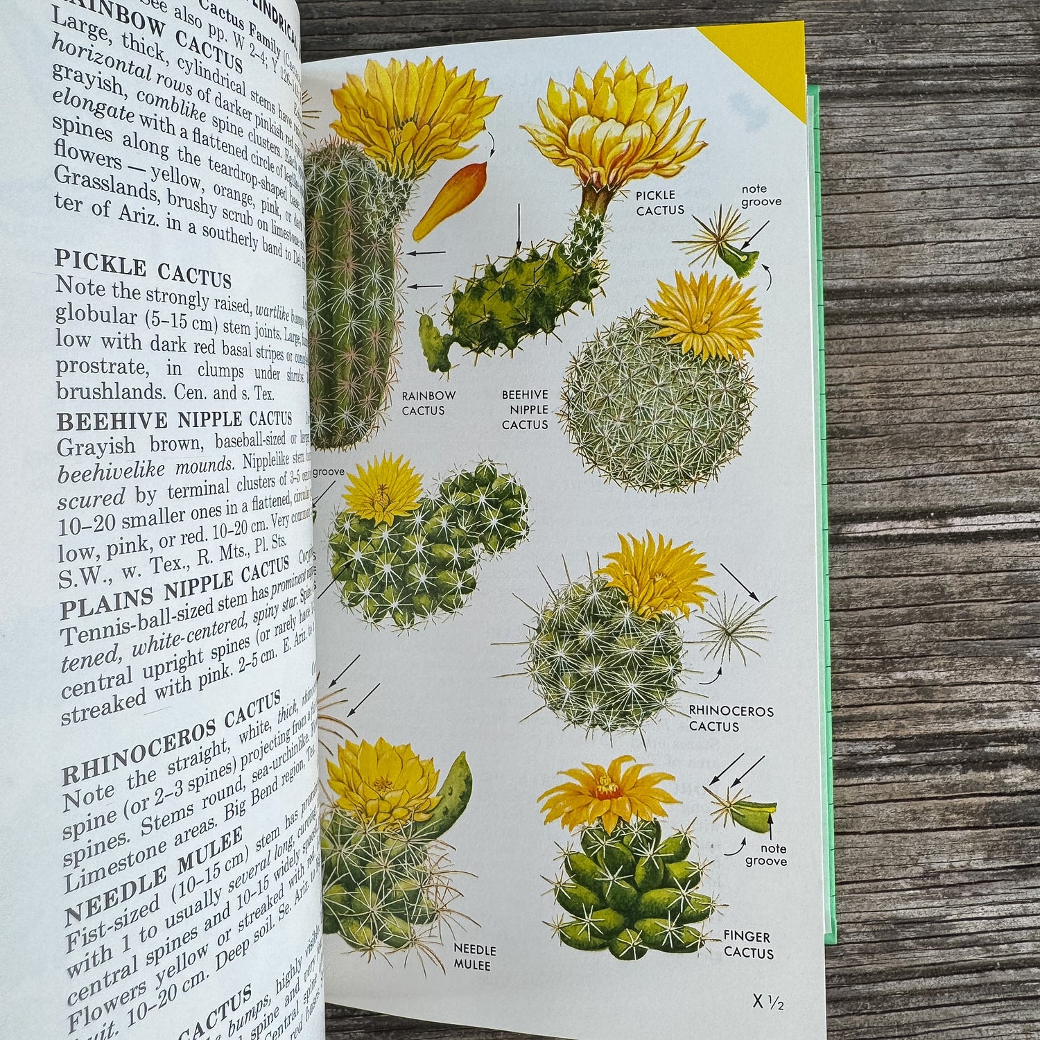 A Field Guide to Southwestern and Texas Wildflowers, Niehaus, Ripper, and Savage, 1984 - Pretty Old Books