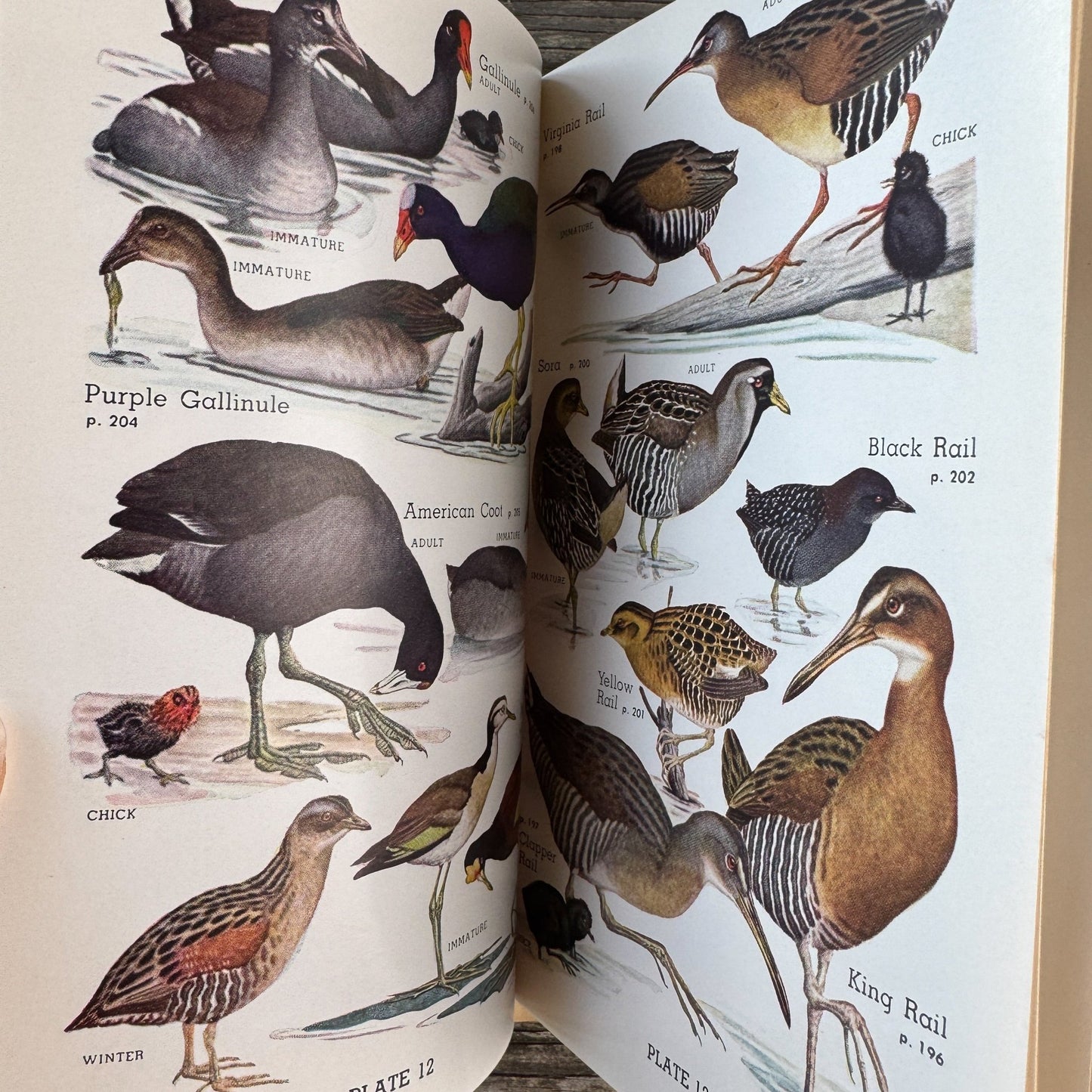 A Field Guide to the Birds of Britain and Europe by Roger Peterson, 1954 Hardcover with Dust Jacket - Pretty Old Books