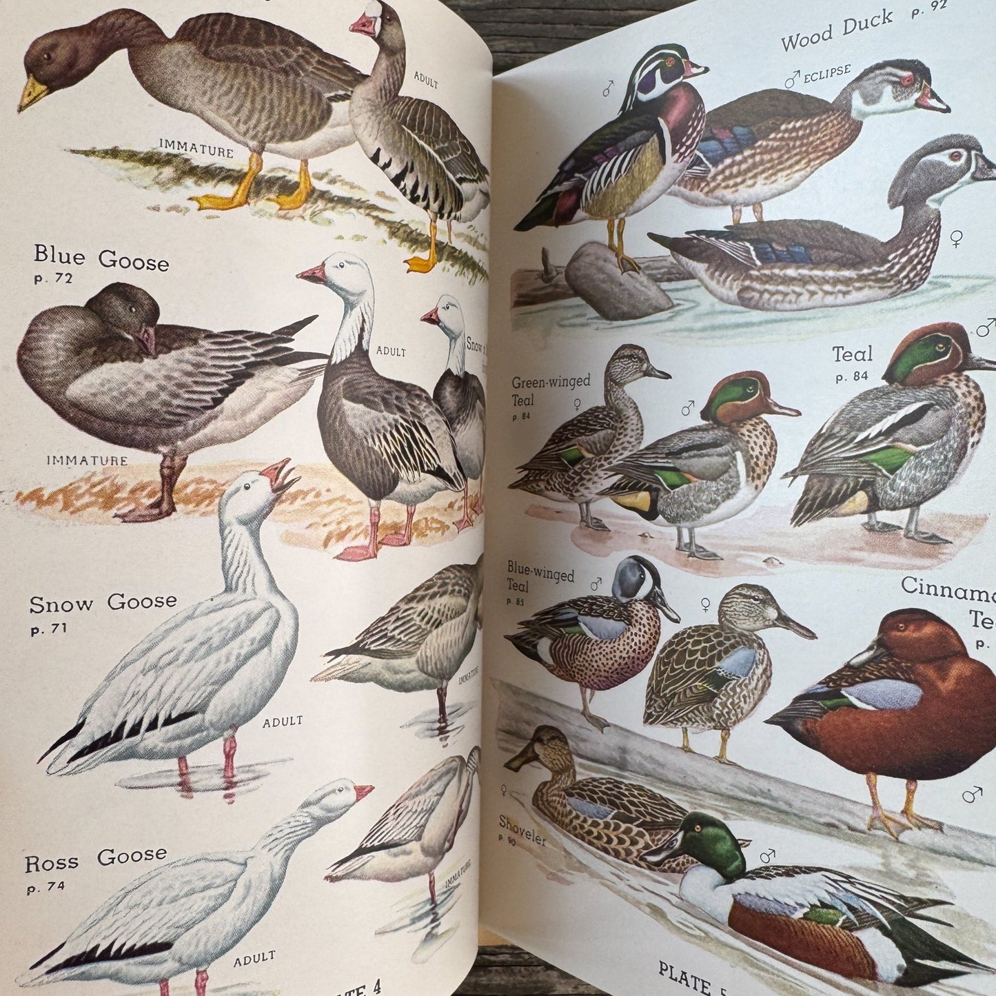 A Field Guide to the Birds of Britain and Europe by Roger Peterson, 1954 Hardcover with Dust Jacket - Pretty Old Books