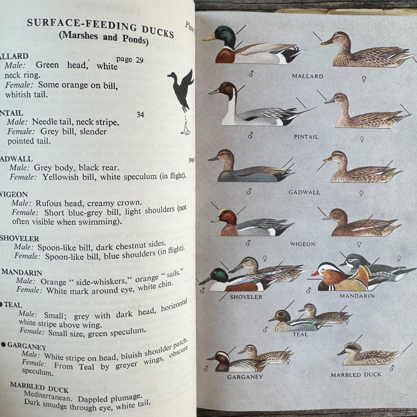 A Field Guide to the Birds of Britain and Europe by Roger Peterson, 1954 Hardcover with Dust Jacket - Pretty Old Books