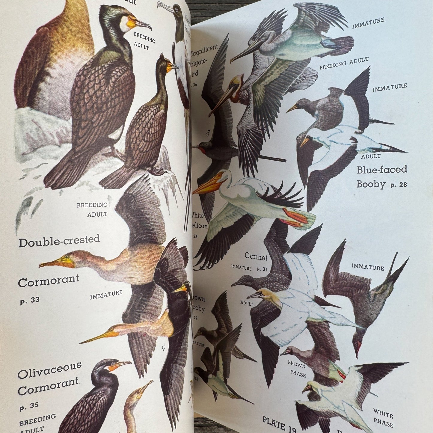 A Field Guide to the Birds of Britain and Europe by Roger Peterson, 1954 Hardcover with Dust Jacket - Pretty Old Books