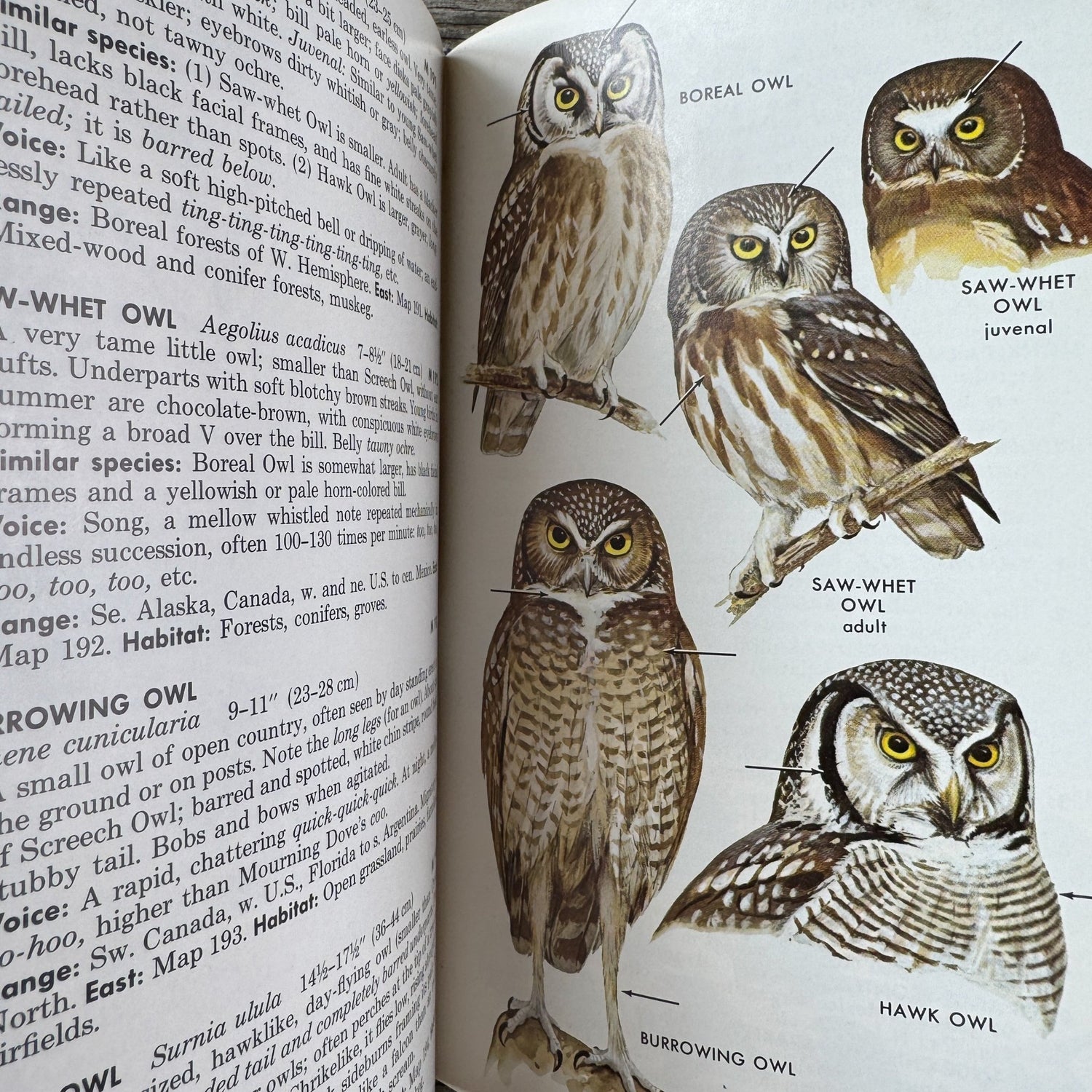 A Field Guide to the Birds, Roger Tory Peterson, Hardcover 1980 - Pretty Old Books