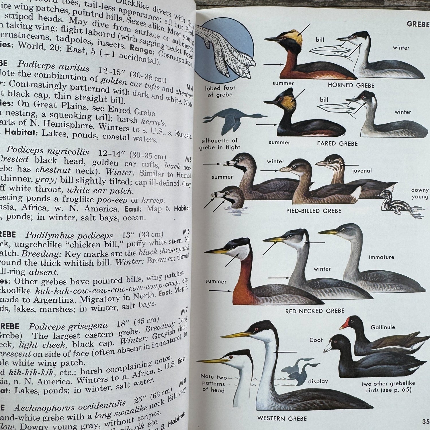 A Field Guide to the Birds, Roger Tory Peterson, Hardcover 1980 - Pretty Old Books