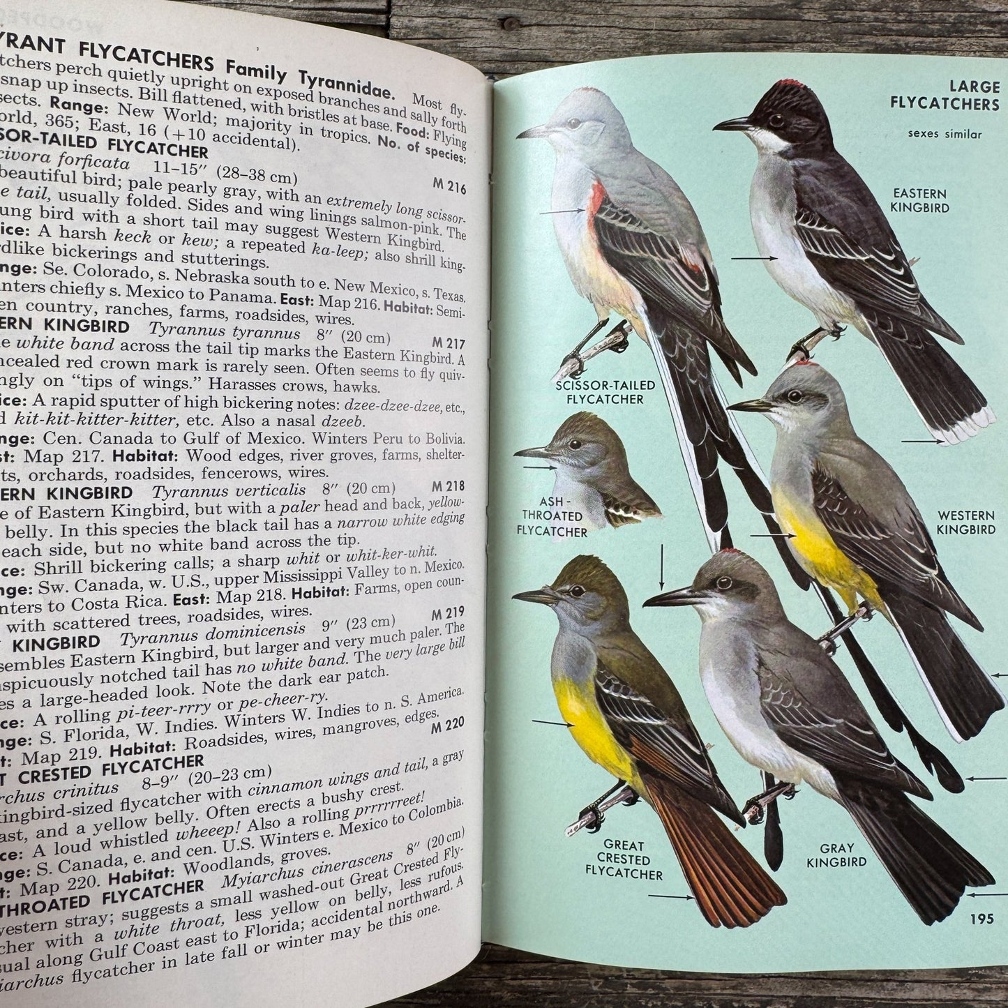 A Field Guide to the Birds, Roger Tory Peterson, Hardcover 1980 - Pretty Old Books