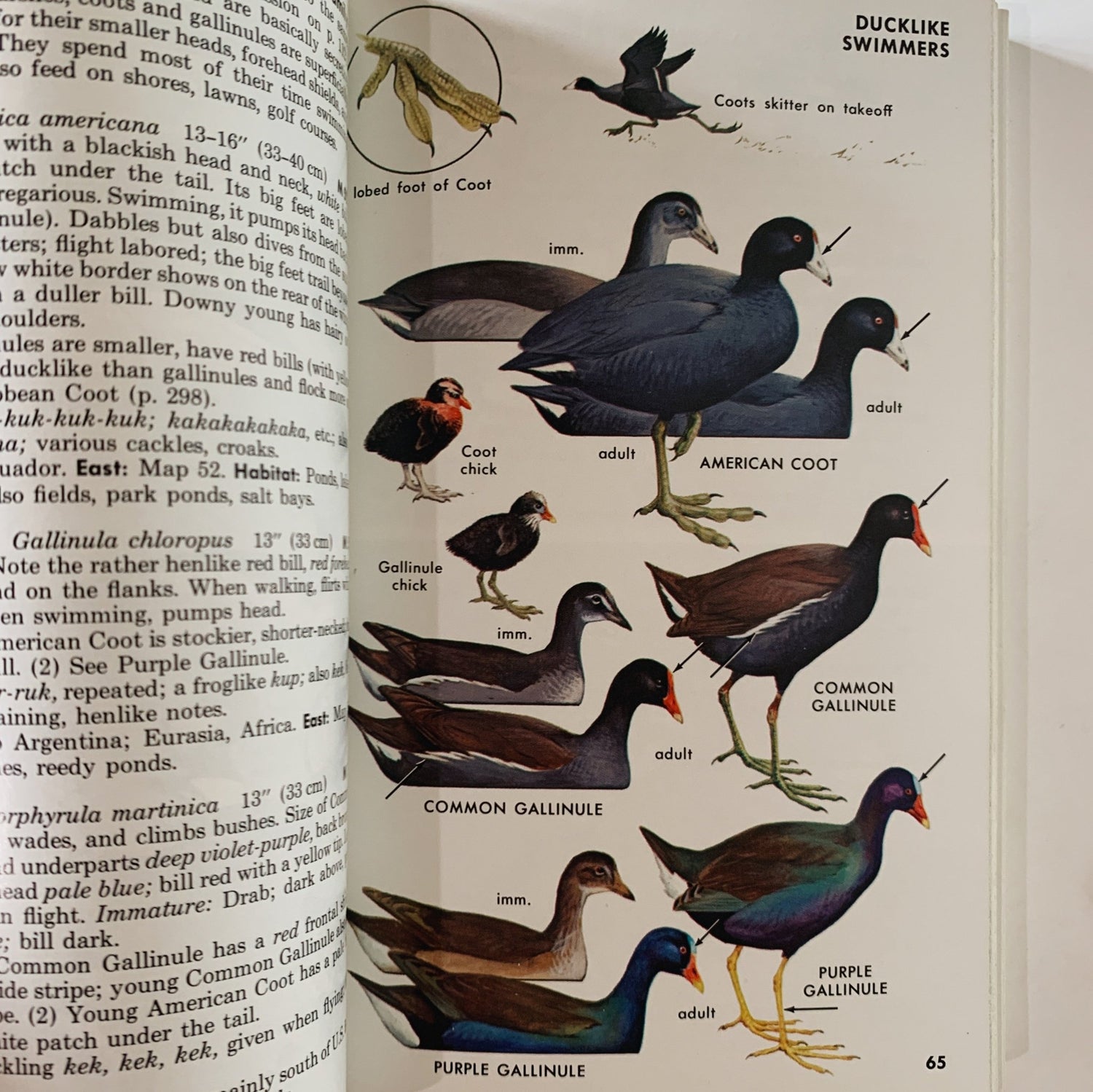 A Field Guide to the Birds, Roger Tory Peterson, Paperback Fourth Edition, 1980 - Pretty Old Books