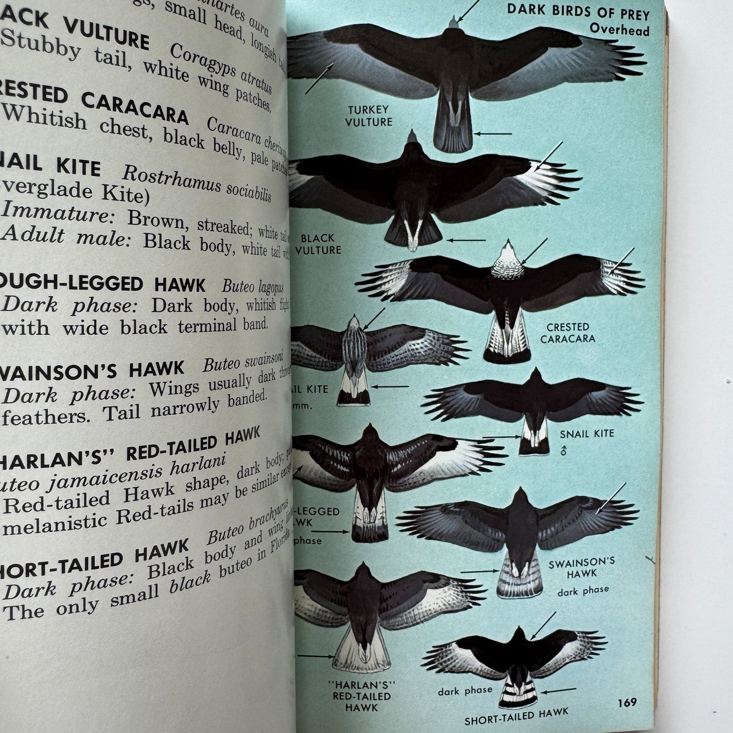 A Field Guide to the Birds, Roger Tory Peterson, Paperback Fourth Edition, 1980 - Pretty Old Books