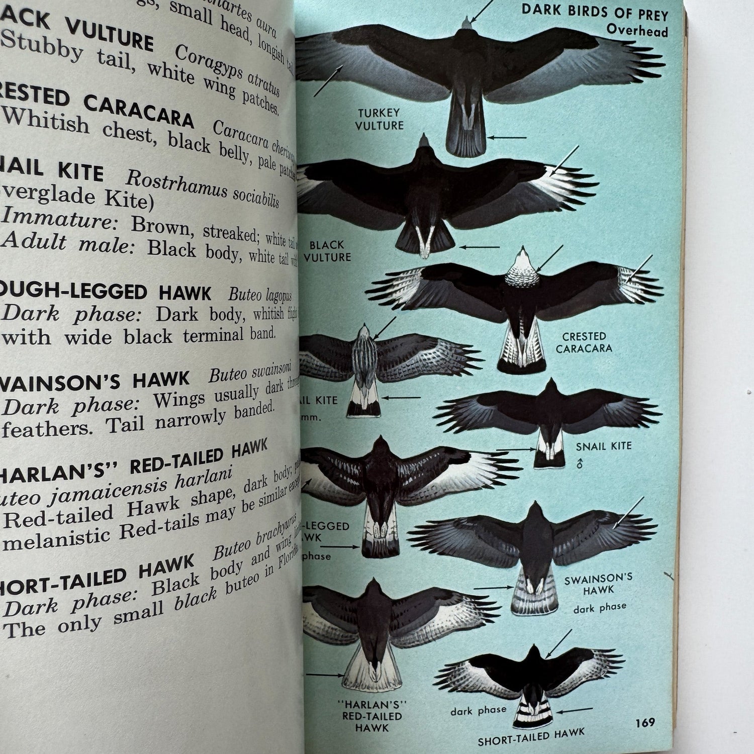 A Field Guide to the Birds, Roger Tory Peterson, Paperback Fourth Edition, 1980 - Pretty Old Books