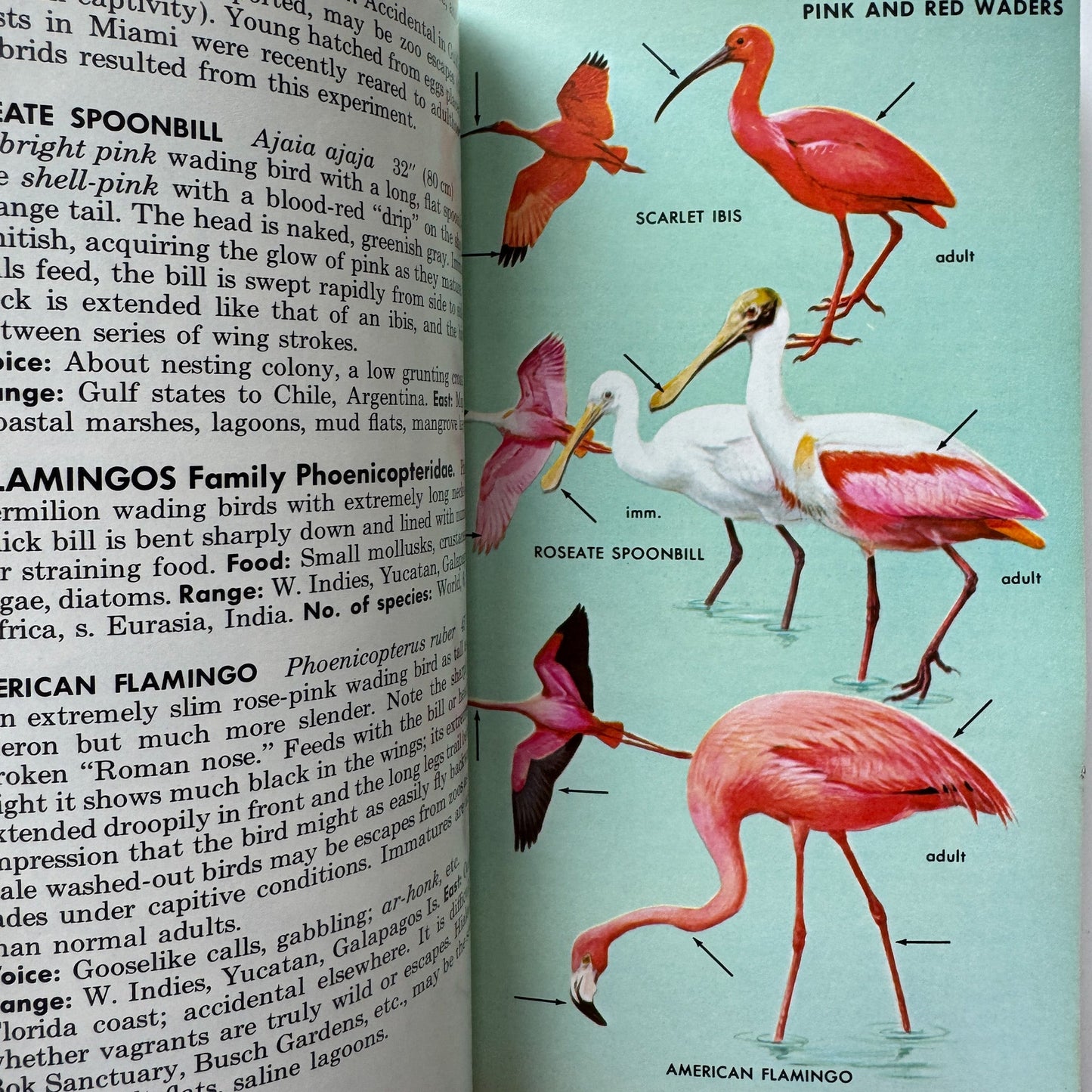A Field Guide to the Birds, Roger Tory Peterson, Paperback Fourth Edition, 1980 - Pretty Old Books