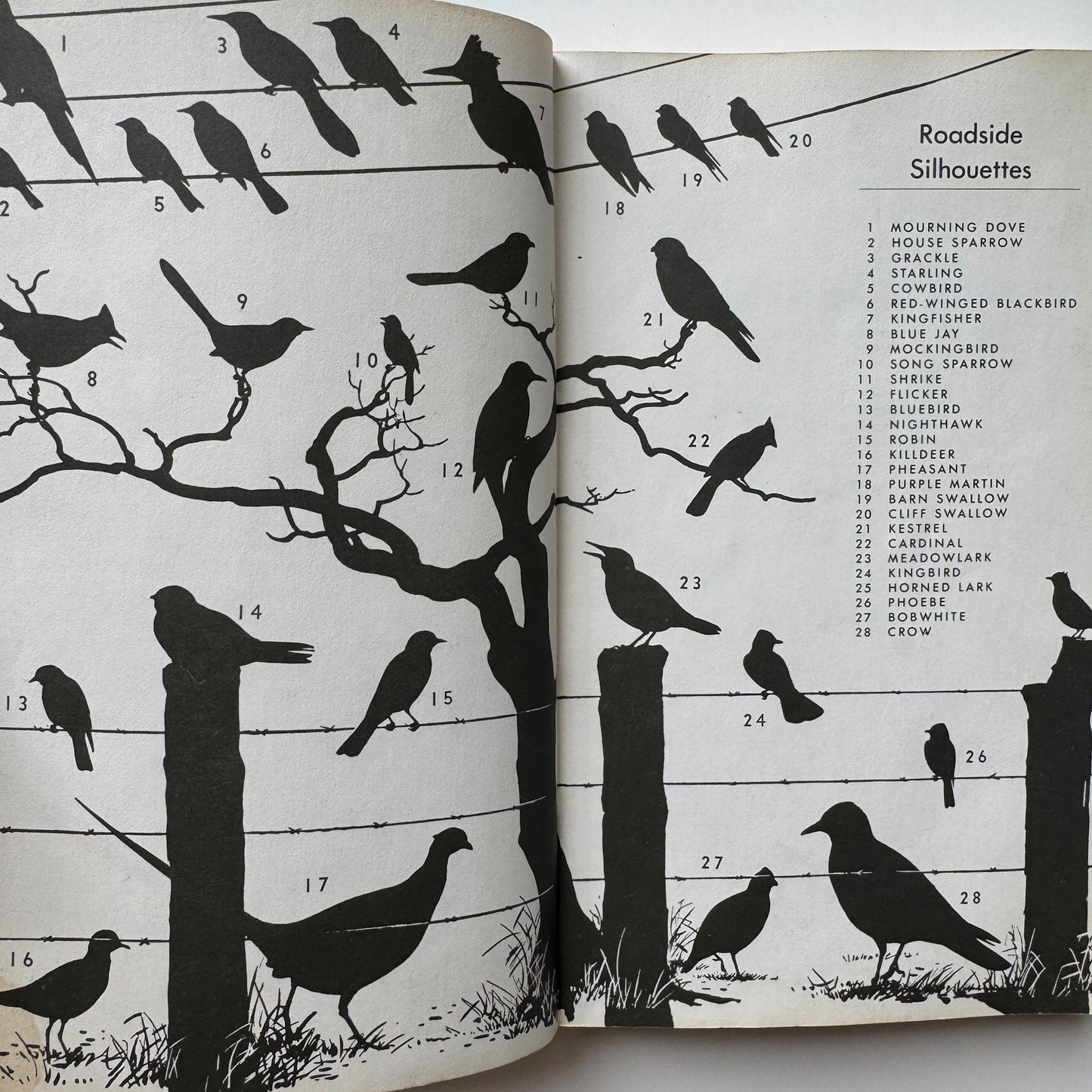 A Field Guide to the Birds, Roger Tory Peterson, Paperback Fourth Edition, 1980 - Pretty Old Books