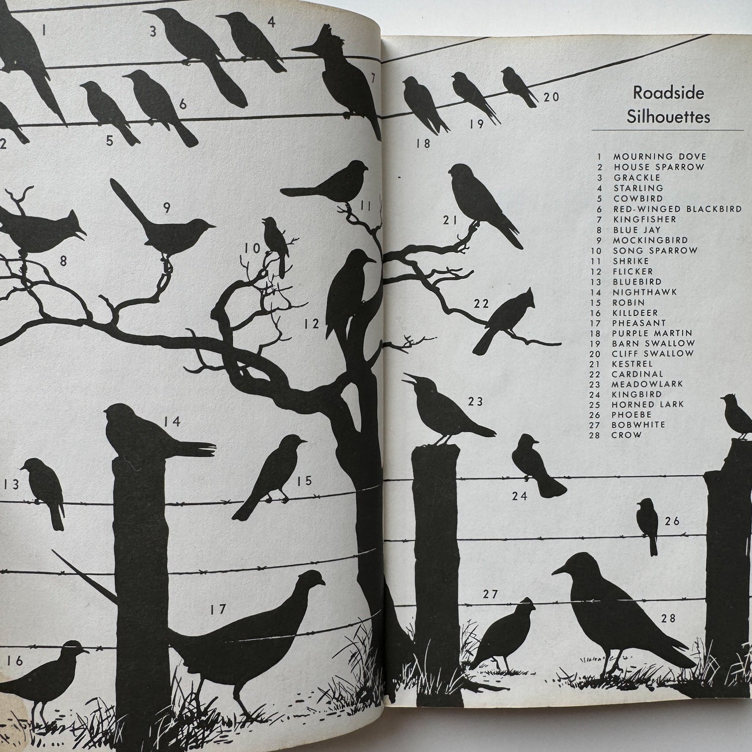 A Field Guide to the Birds, Roger Tory Peterson, Paperback Fourth Edition, 1980 - Pretty Old Books