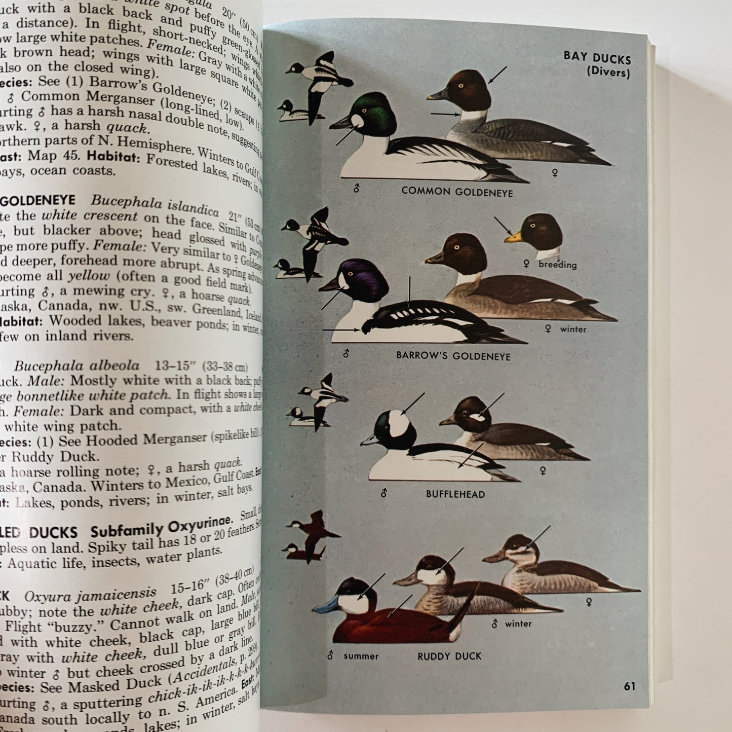 A Field Guide to the Birds, Roger Tory Peterson, Paperback Fourth Edition, 1980 - Pretty Old Books