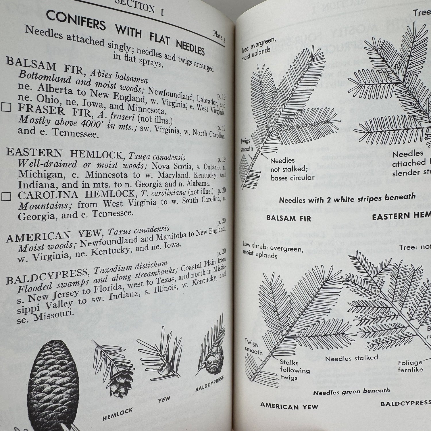 A Field Guide to Trees and Shrubs, Roger Tory Peterson 1958 Hardcover First Edition - Pretty Old Books