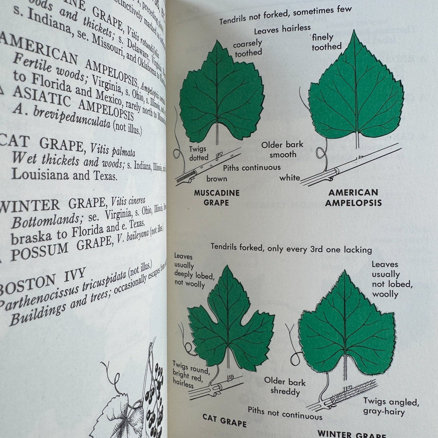A Field Guide to Trees and Shrubs, Roger Tory Peterson Hardcover 1958 - Pretty Old Books