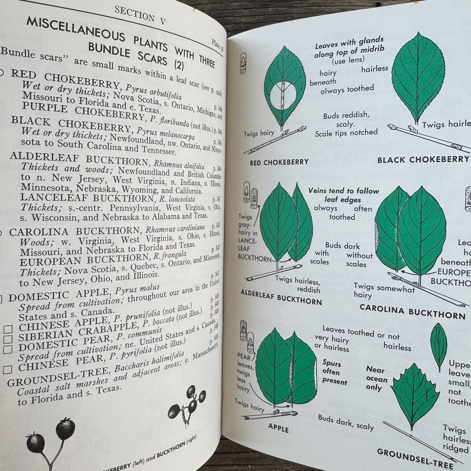 A Field Guide to Trees and Shrubs, Roger Tory Peterson Hardcover 1958 - Pretty Old Books