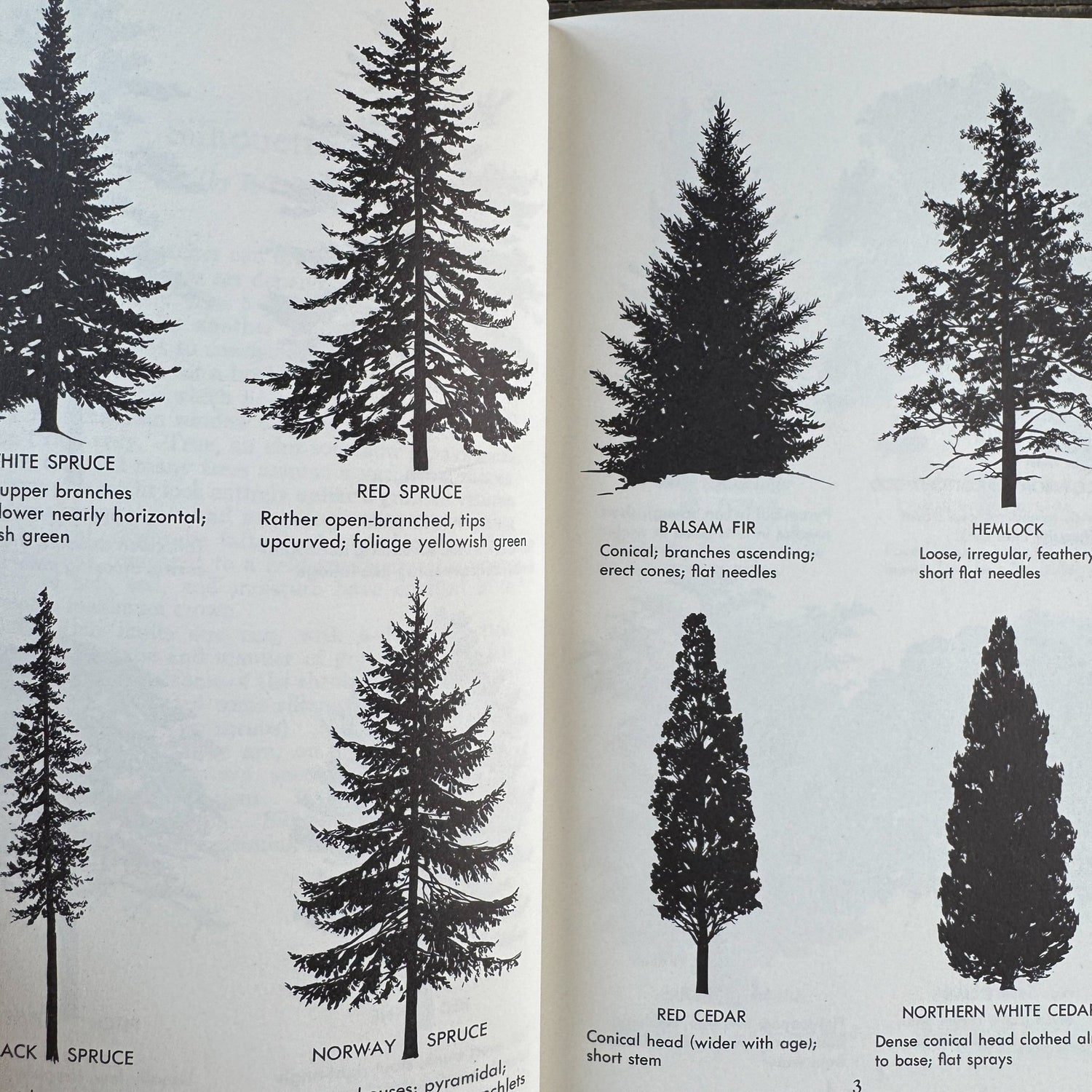 A Field Guide to Trees and Shrubs, Roger Tory Peterson Hardcover 1958 - Pretty Old Books
