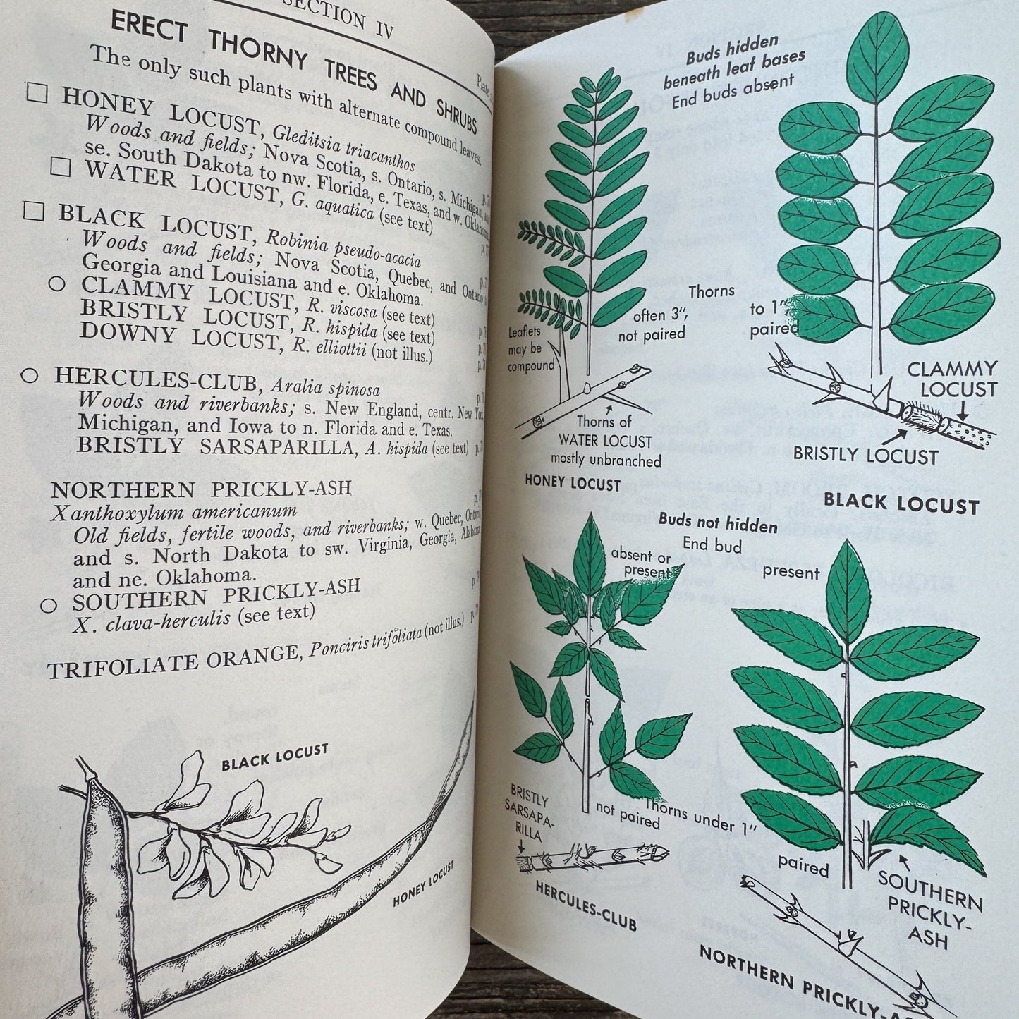 A Field Guide to Trees and Shrubs, Roger Tory Peterson Hardcover 1958 - Pretty Old Books