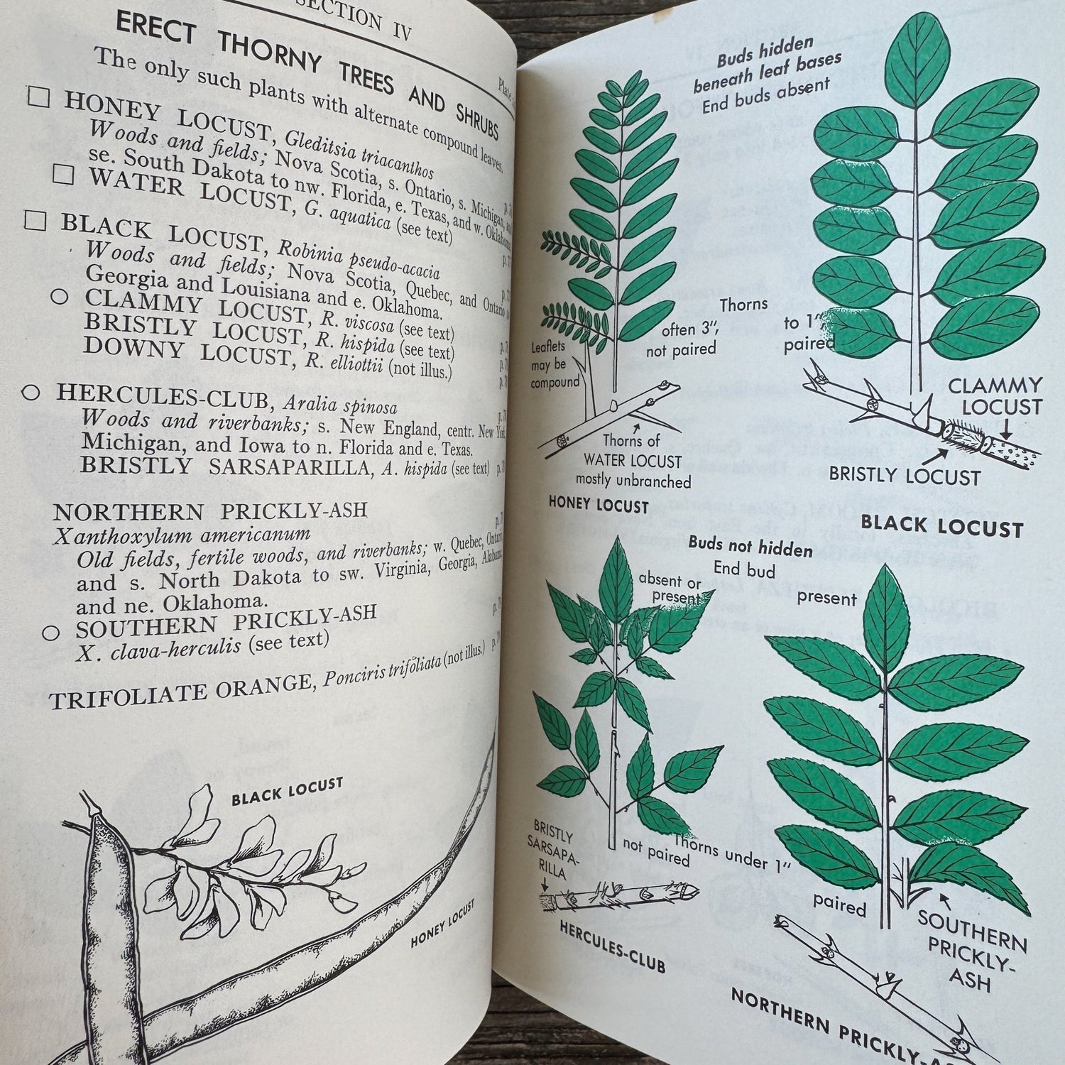 A Field Guide to Trees and Shrubs, Roger Tory Peterson Hardcover 1958 - Pretty Old Books