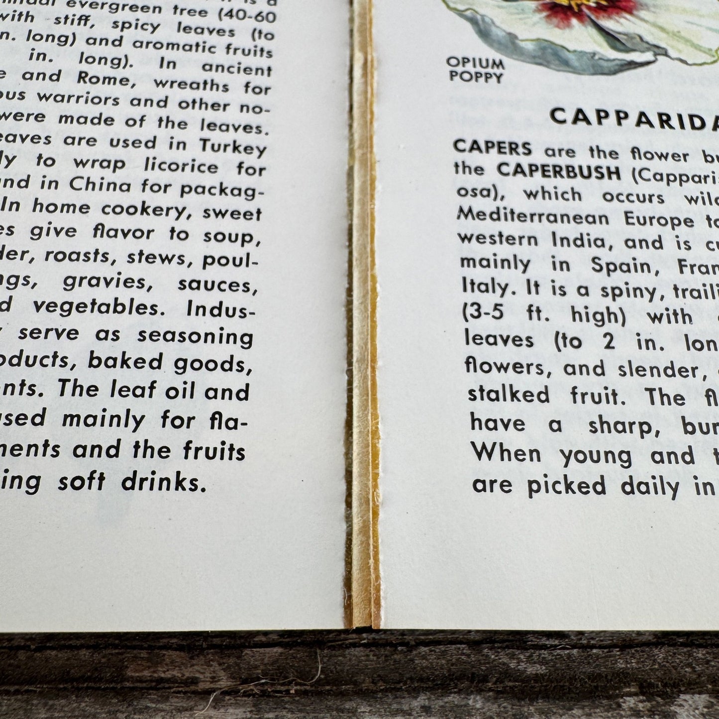 A Golden Guide: Herbs and Spices, 1976 Paperback Field Guide - Pretty Old Books