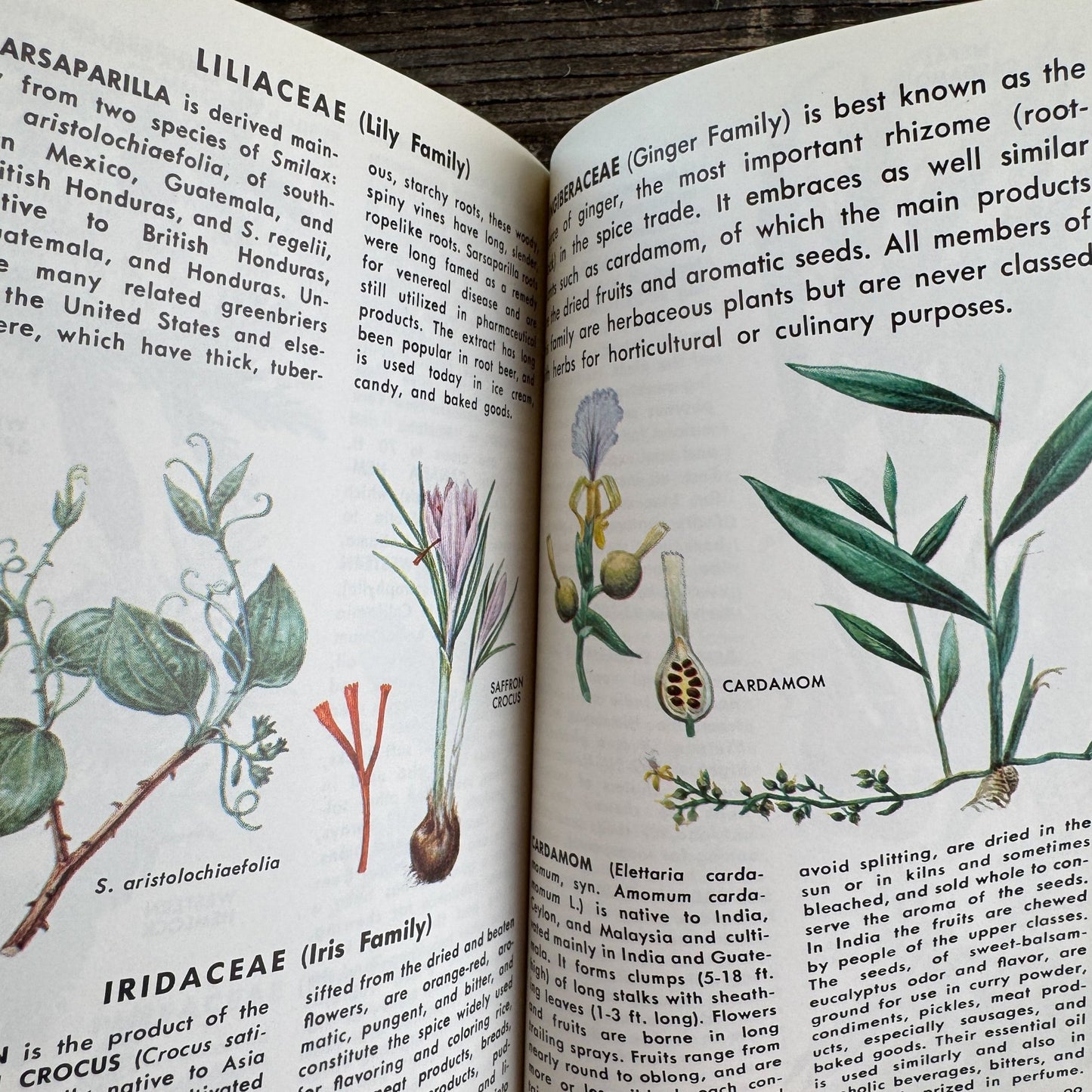 A Golden Guide: Herbs and Spices, 1976 Paperback Field Guide - Pretty Old Books