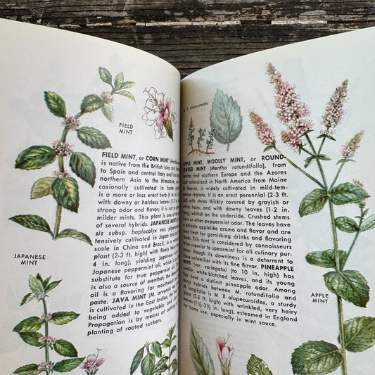 A Golden Guide: Herbs and Spices, 1976 Paperback Field Guide - Pretty Old Books